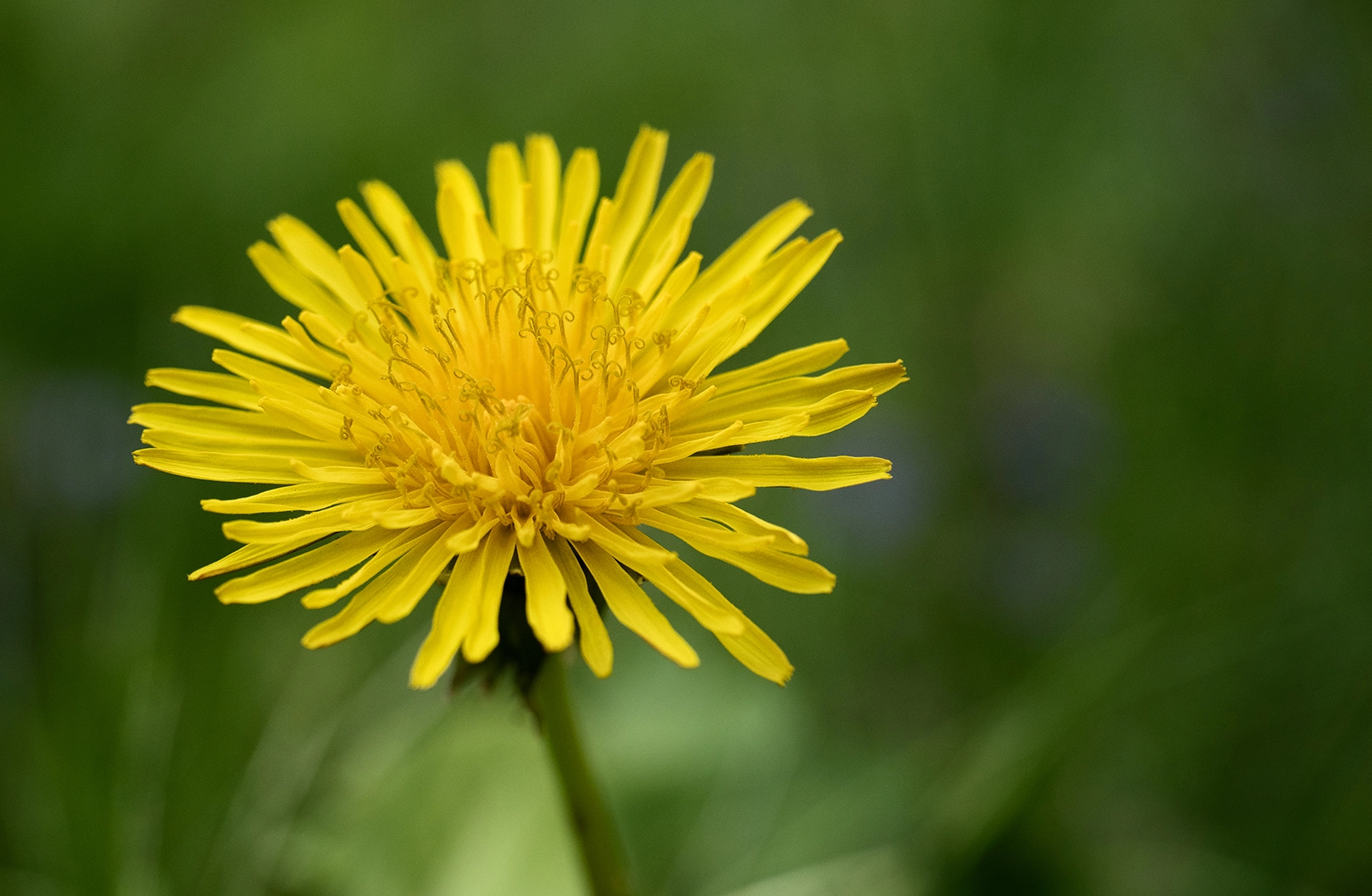 Panasonic Leica DG Macro-Elmarit 45mm F2.8 ASPH OIS sample photo. Here comes the sun photography