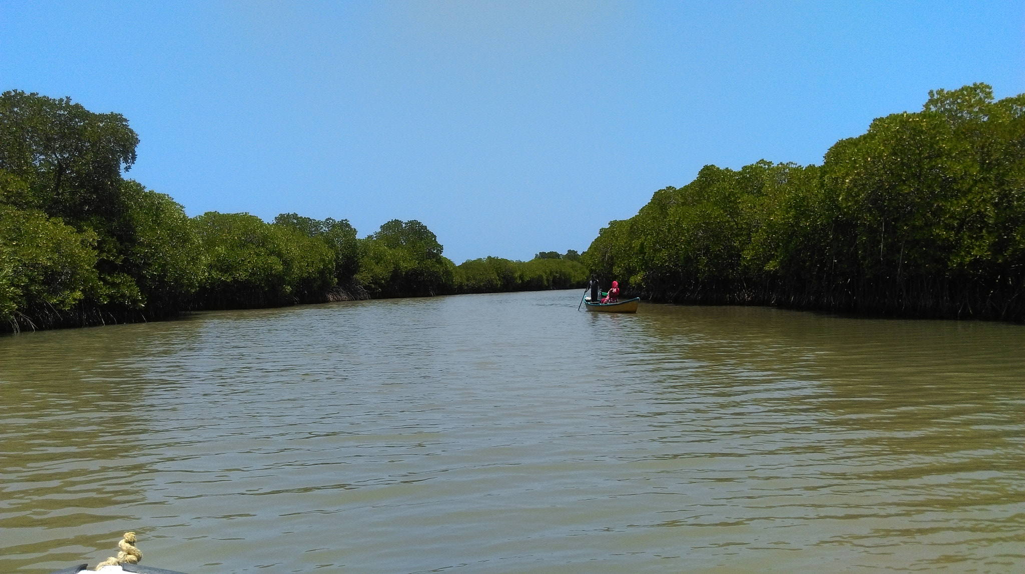 HTC DESIRE 820 DUAL SIM sample photo. Mangrove forest  photography