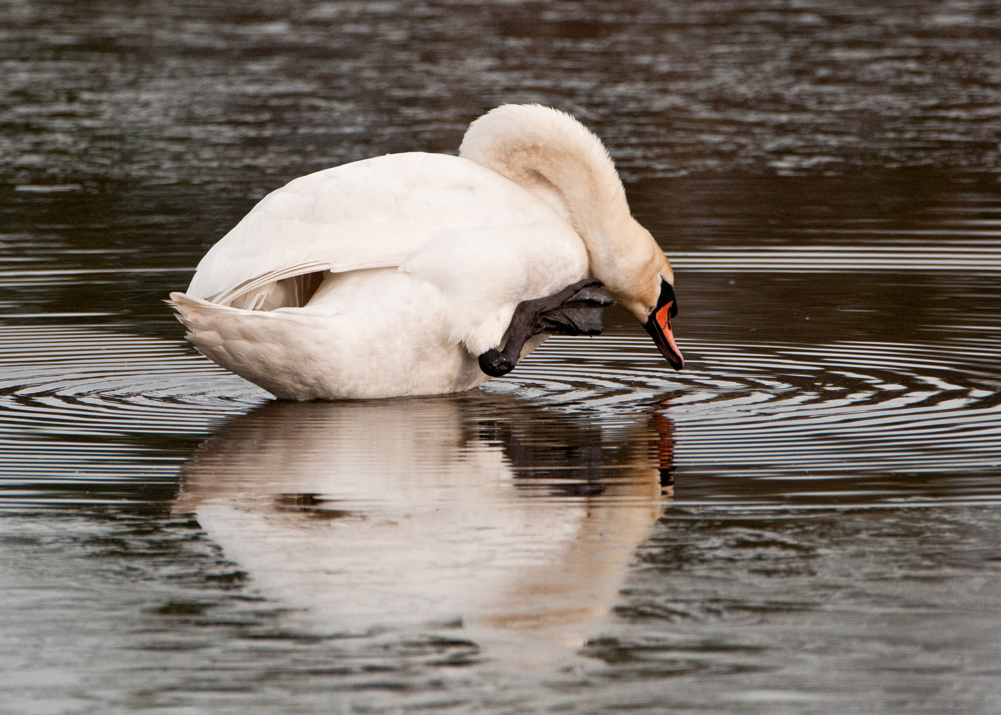 Nikon D300S sample photo. I'll get that itch photography