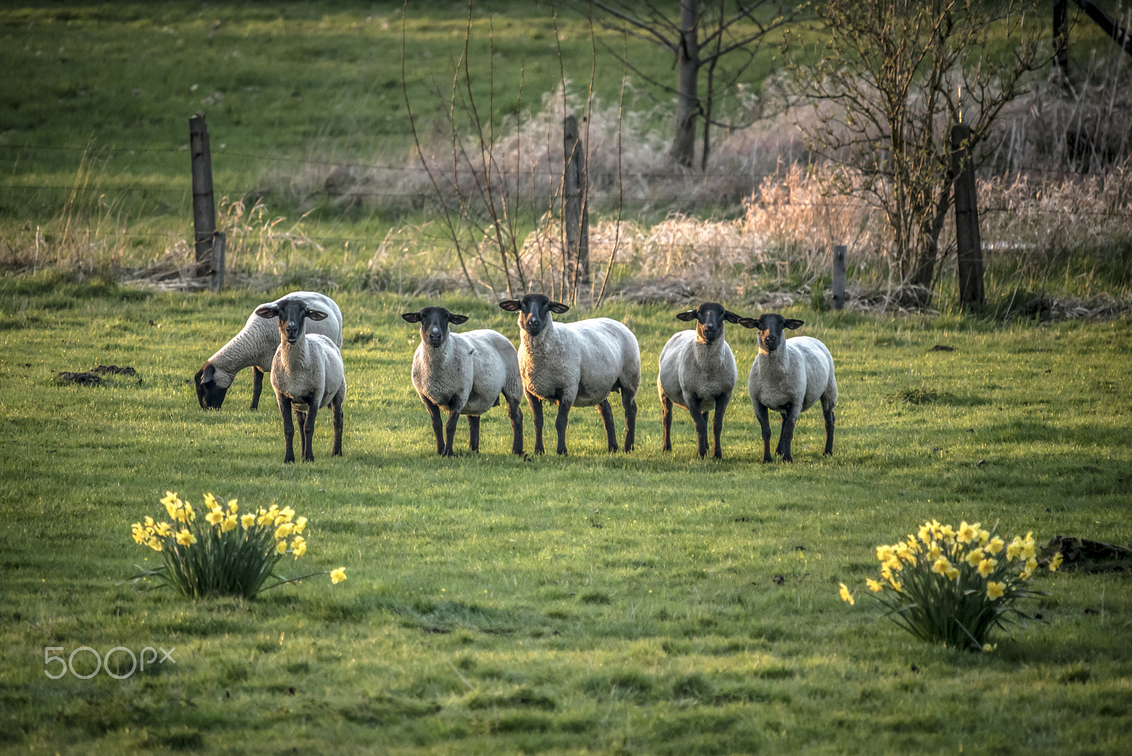 Nikon D750 + Sigma 50-500mm F4-6.3 EX APO RF HSM sample photo. Sheep photography