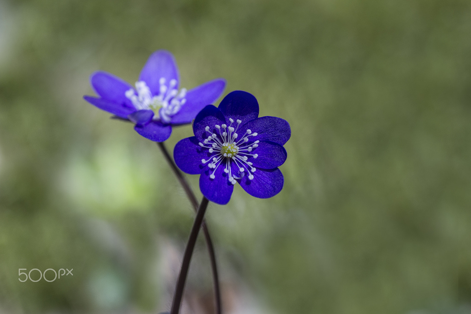 Tamron SP AF 90mm F2.8 Di Macro sample photo. Two photography