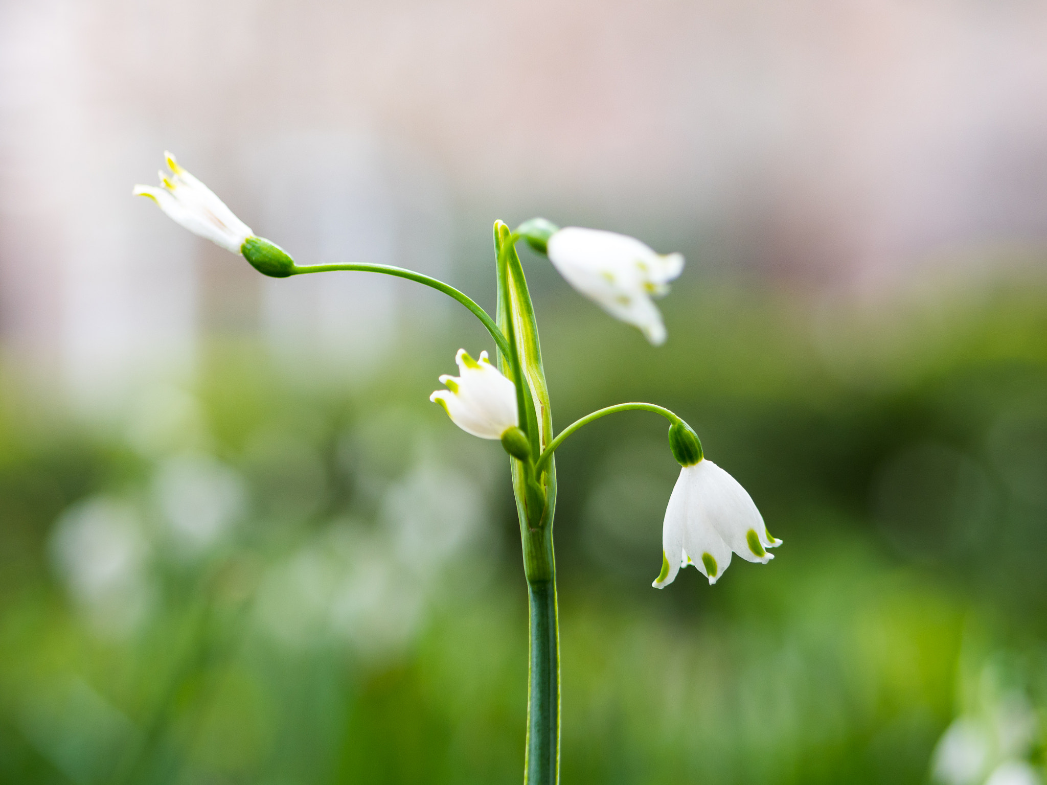 Panasonic Lumix G 42.5mm F1.7 ASPH Power OIS sample photo. Pre-blast photography
