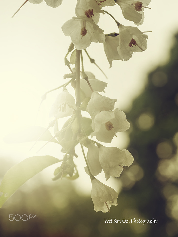 Panasonic Leica DG Macro-Elmarit 45mm F2.8 ASPH OIS sample photo. White snowbell flowers photography
