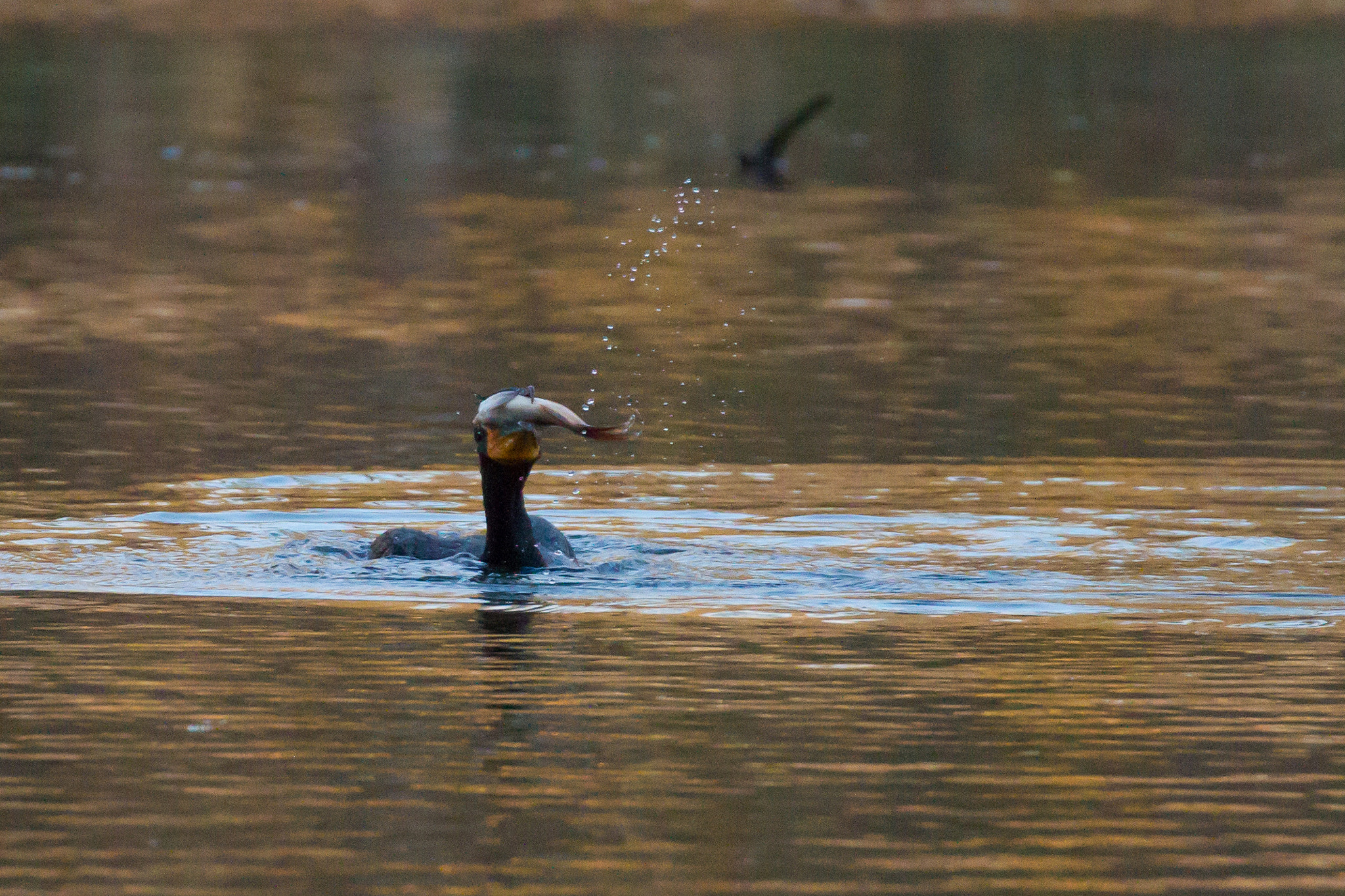 Canon EOS 7D + Canon EF 100-400mm F4.5-5.6L IS II USM sample photo. Double-crested cormorant gone fishin photography