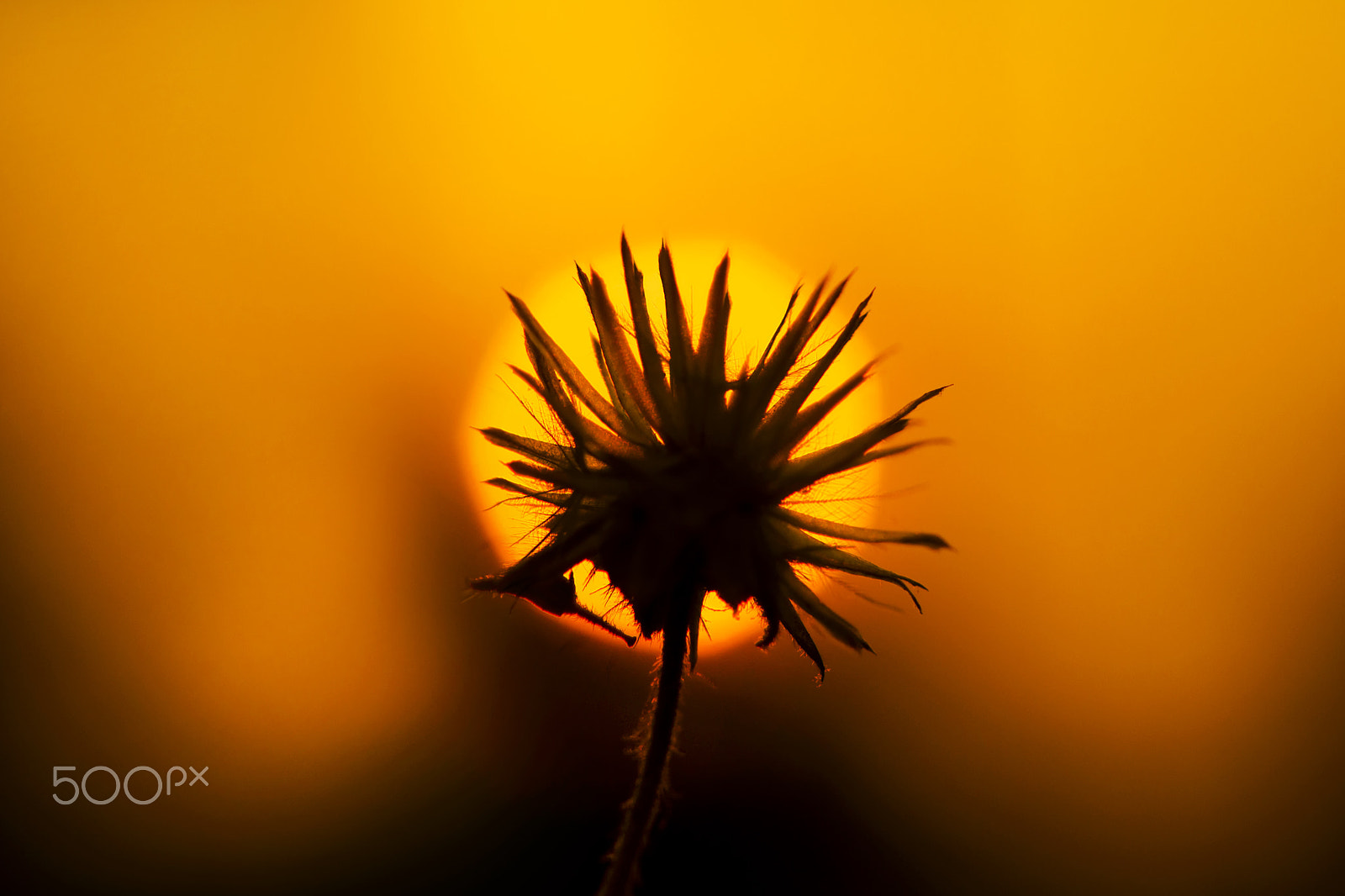Olympus OM-D E-M5 + OLYMPUS 50mm Lens sample photo. Looking at the sun photography