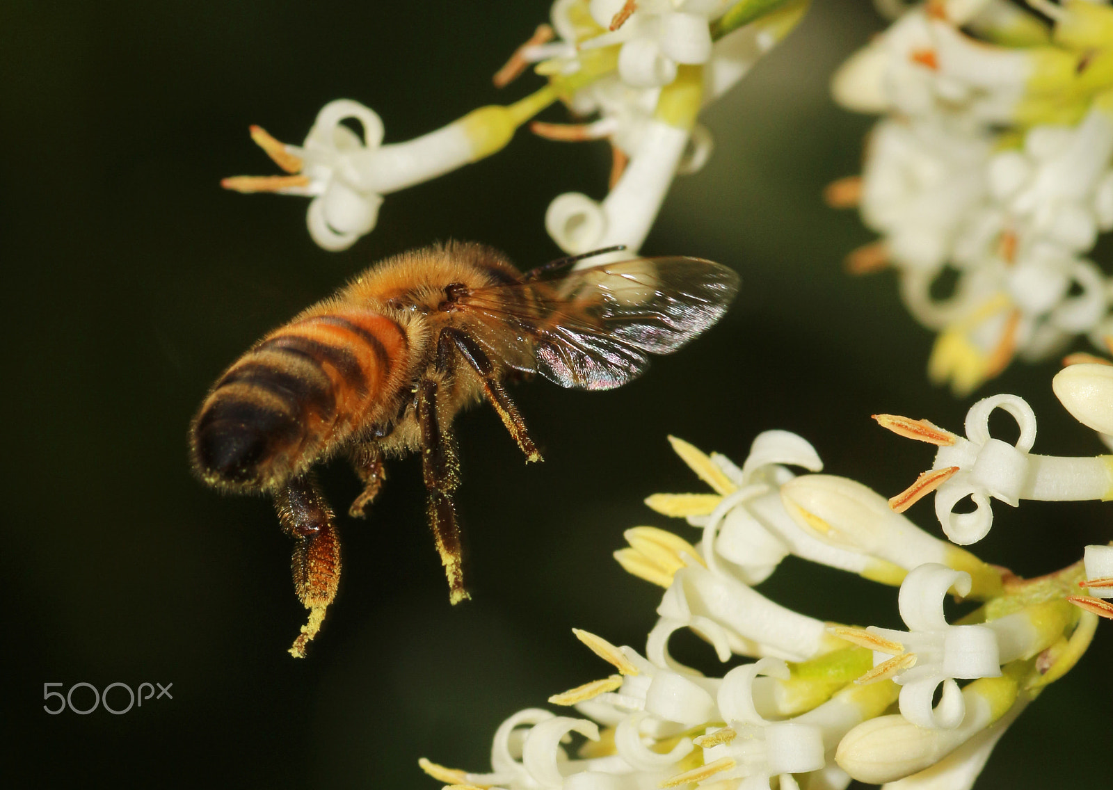 Canon EF 100mm F2.8 Macro USM sample photo. Bee flying photography