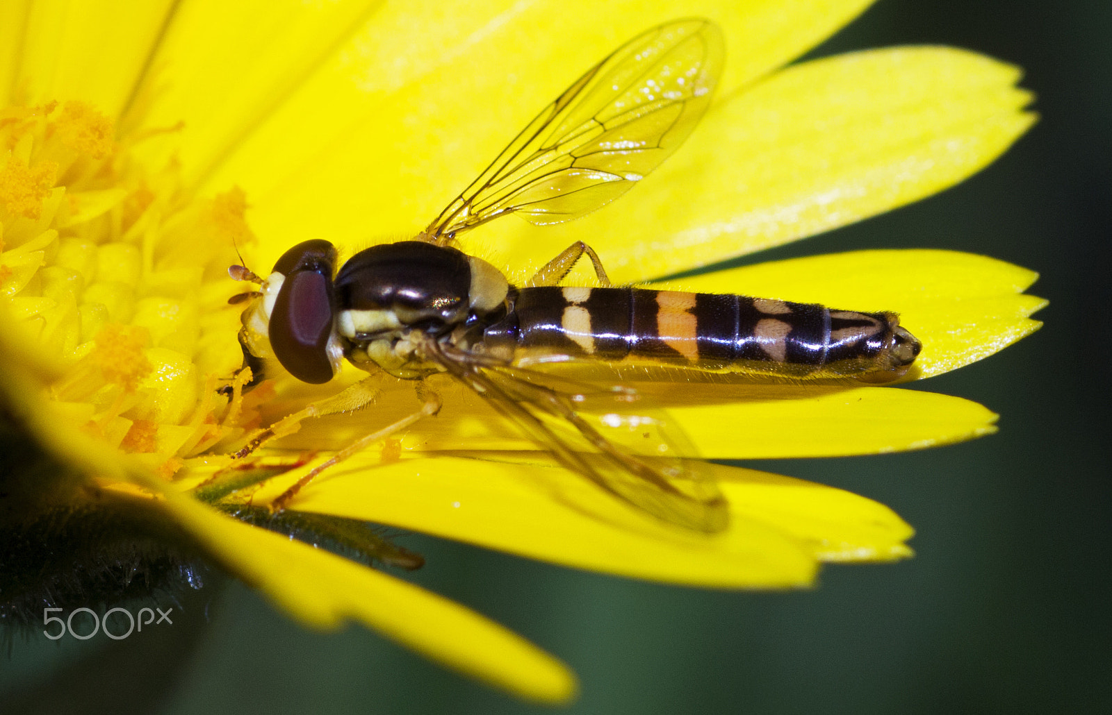 Canon EOS 650D (EOS Rebel T4i / EOS Kiss X6i) + Canon EF 100mm F2.8 Macro USM sample photo. Bee fly photography