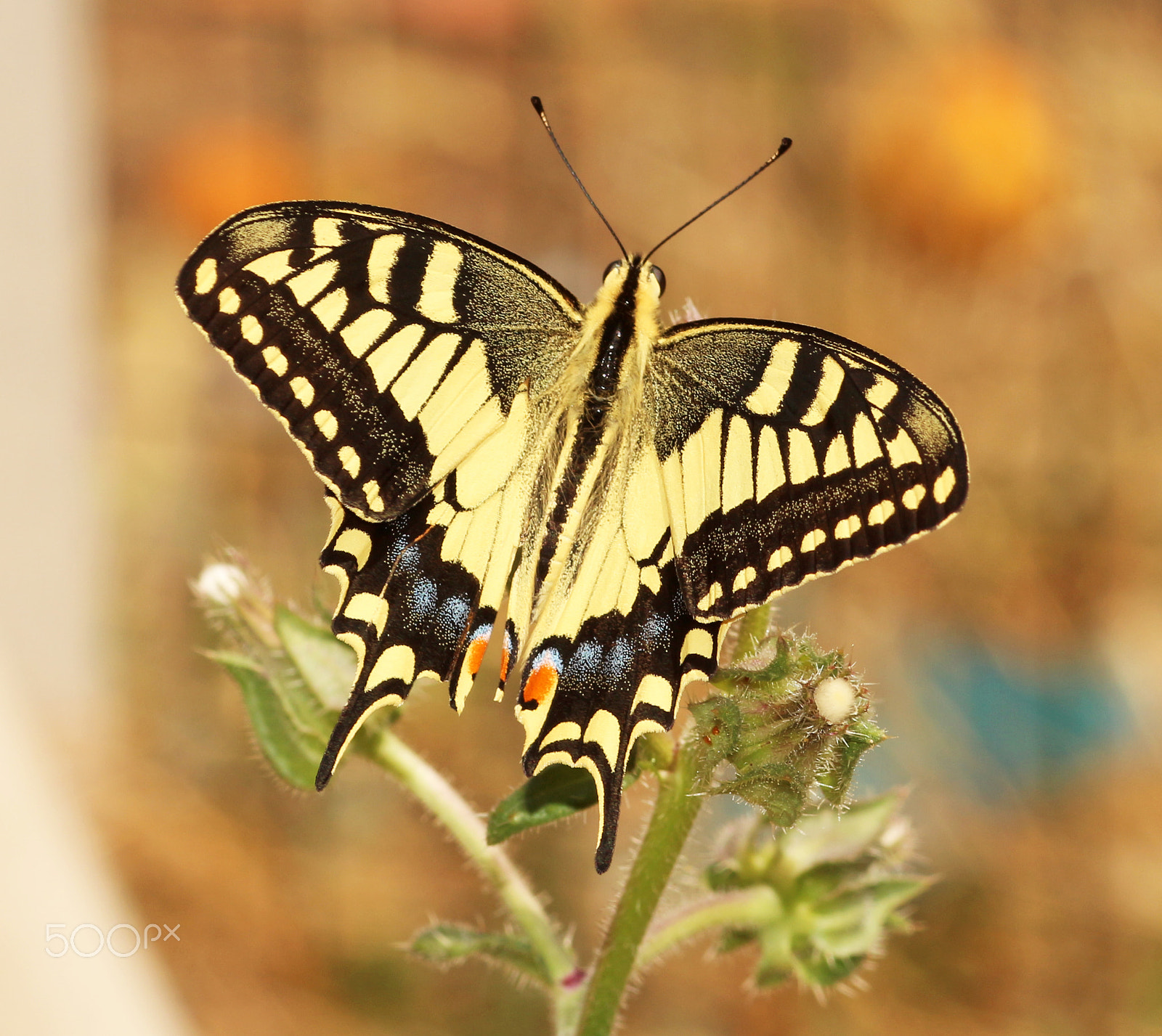 Canon EOS 650D (EOS Rebel T4i / EOS Kiss X6i) + Canon EF 100mm F2.8 Macro USM sample photo. Swallowtail photography