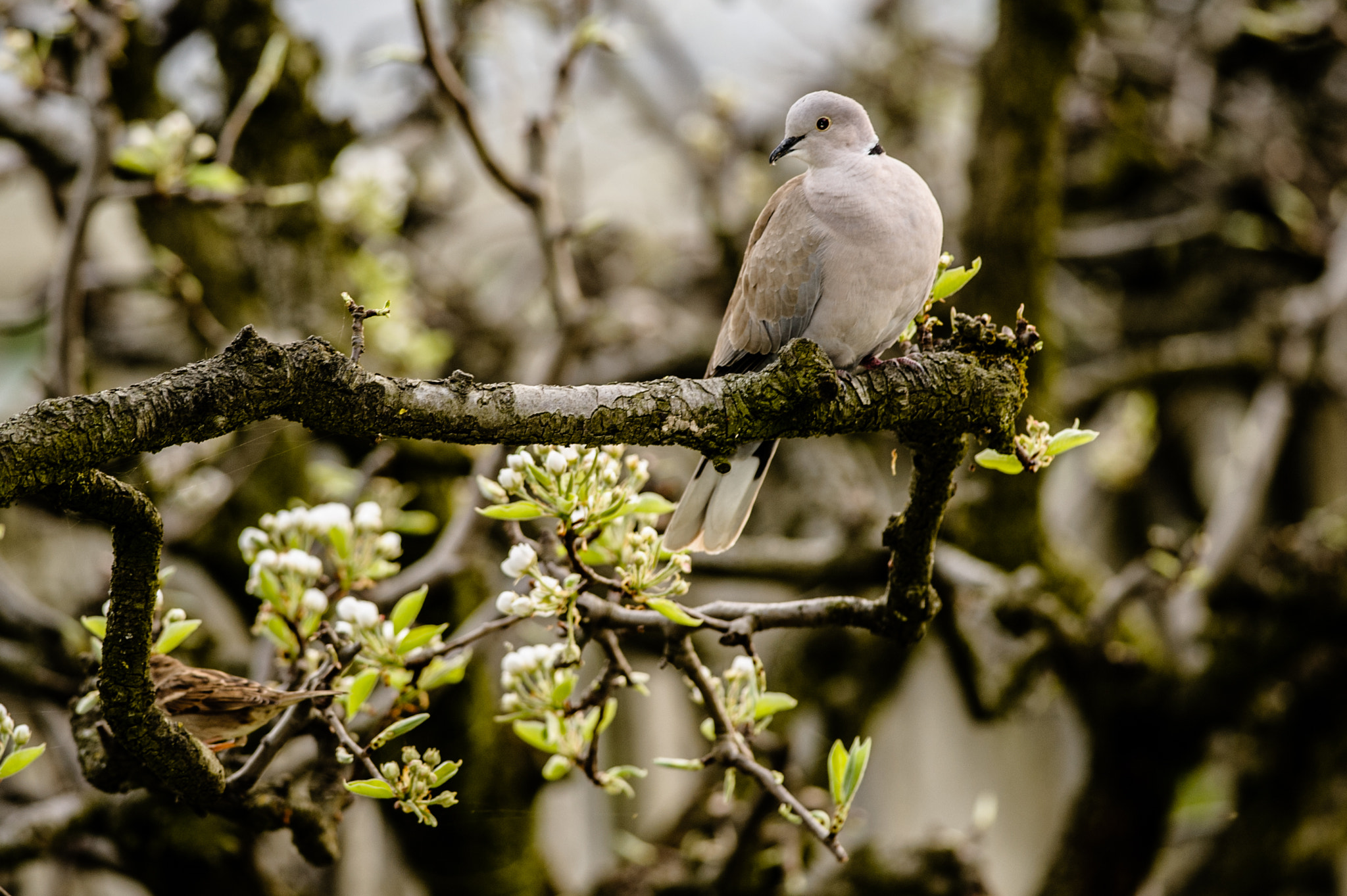 Nikon D700 + Nikon AF-S Nikkor 300mm F4D ED-IF sample photo. Dove between apple flowers photography