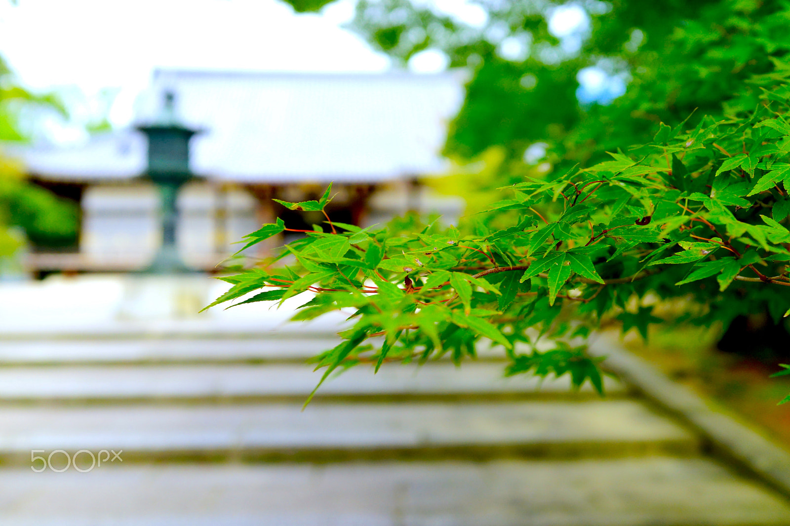 Sony Cyber-shot DSC-RX1R + Sony 35mm F2.0 sample photo. Kyoto impressions - pattern. color. structure. photography