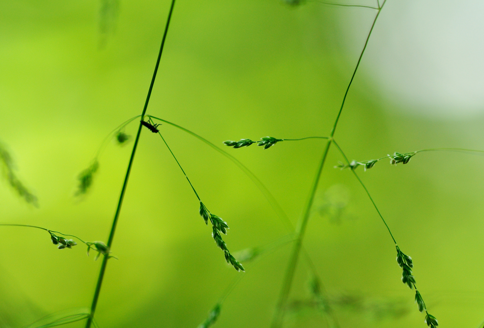 ZEISS Makro-Planar T* 100mm F2 sample photo. Oats photography