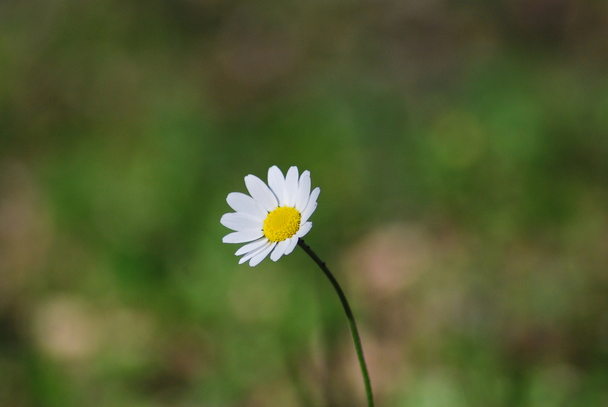 Nikon AF Nikkor 70-300mm F4-5.6G sample photo. Sevdiğimden ❤️ photography