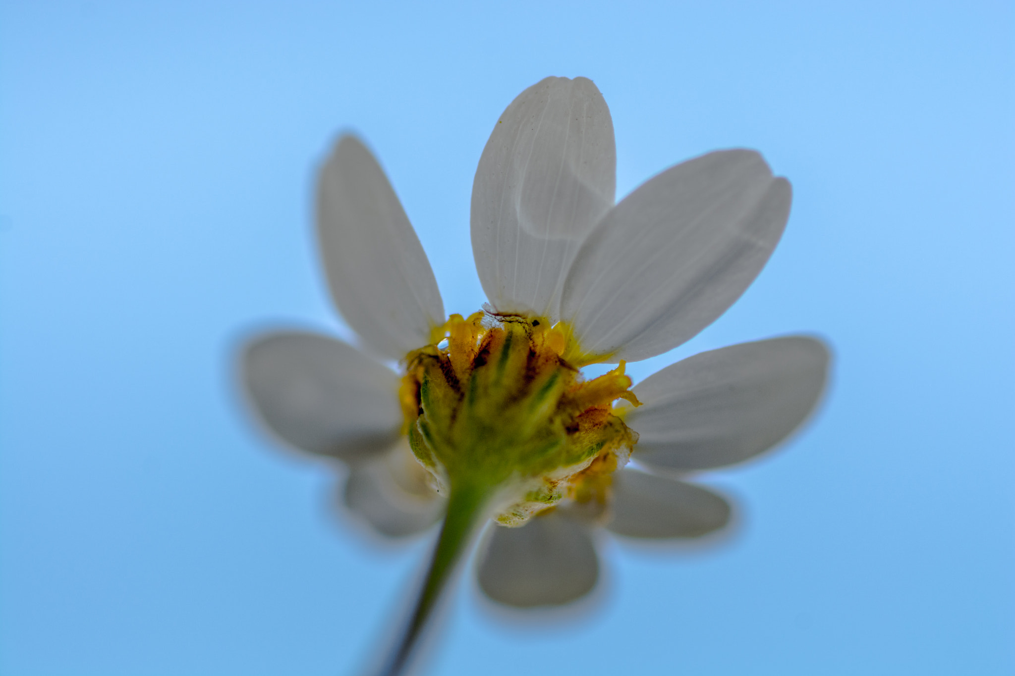 Tamron SP AF 90mm F2.8 Di Macro sample photo. Desde el suelo photography