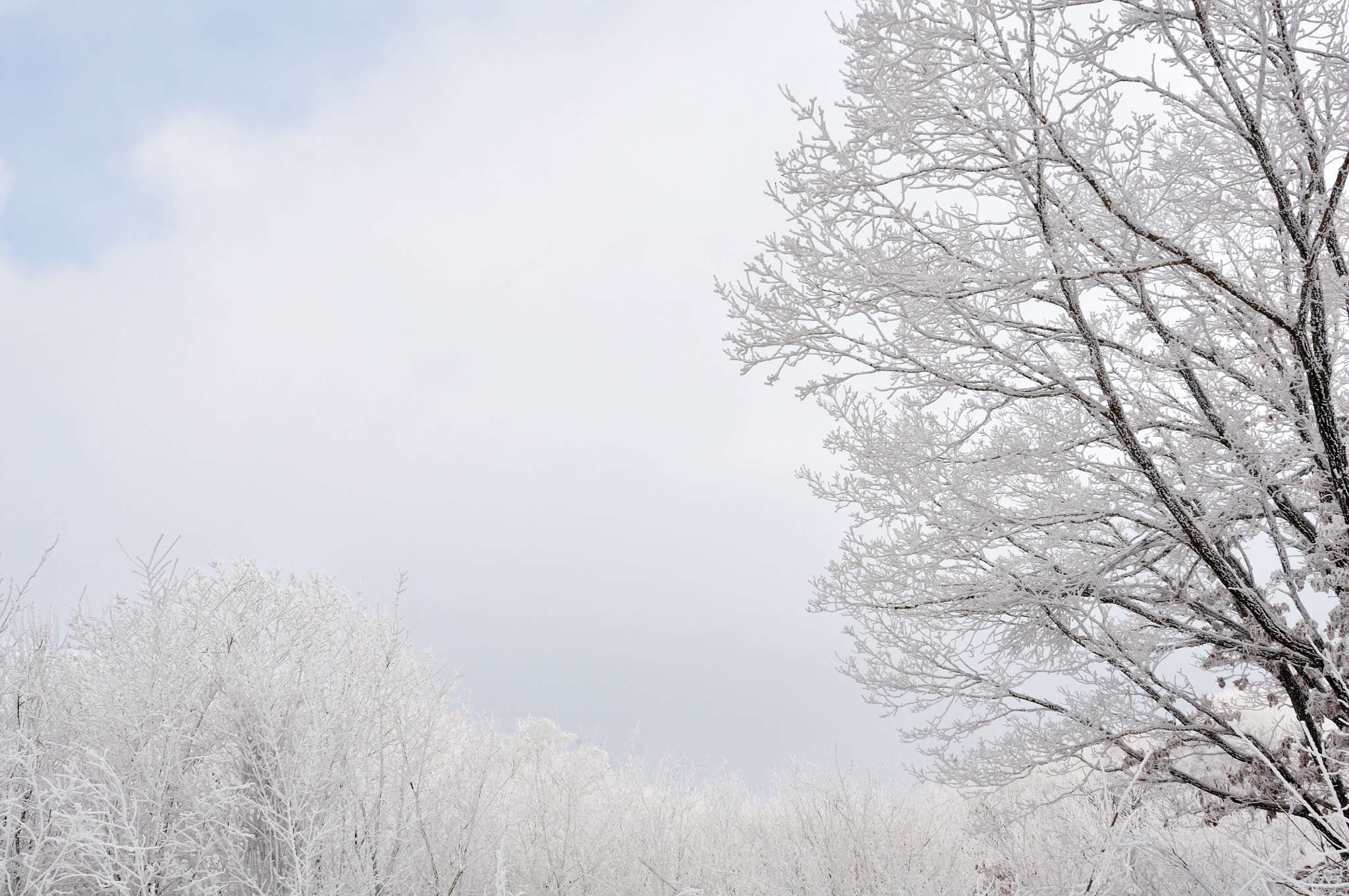 Nikon D90 + Nikon AF-S Nikkor 20mm F1.8G ED sample photo. Tree in white photography