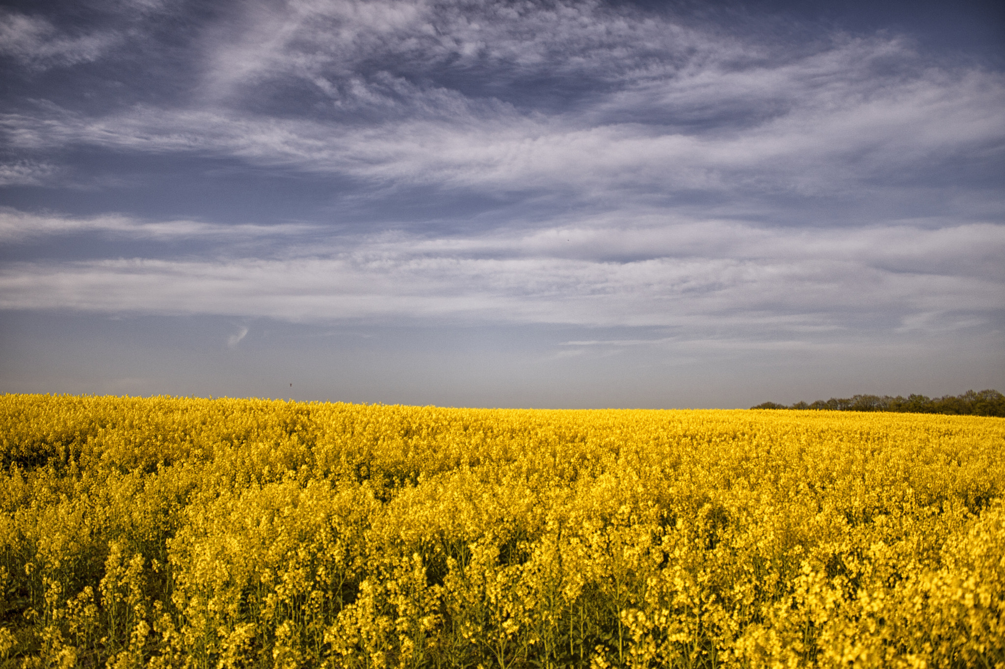 Canon EOS 750D (EOS Rebel T6i / EOS Kiss X8i) sample photo. Yellow land photography
