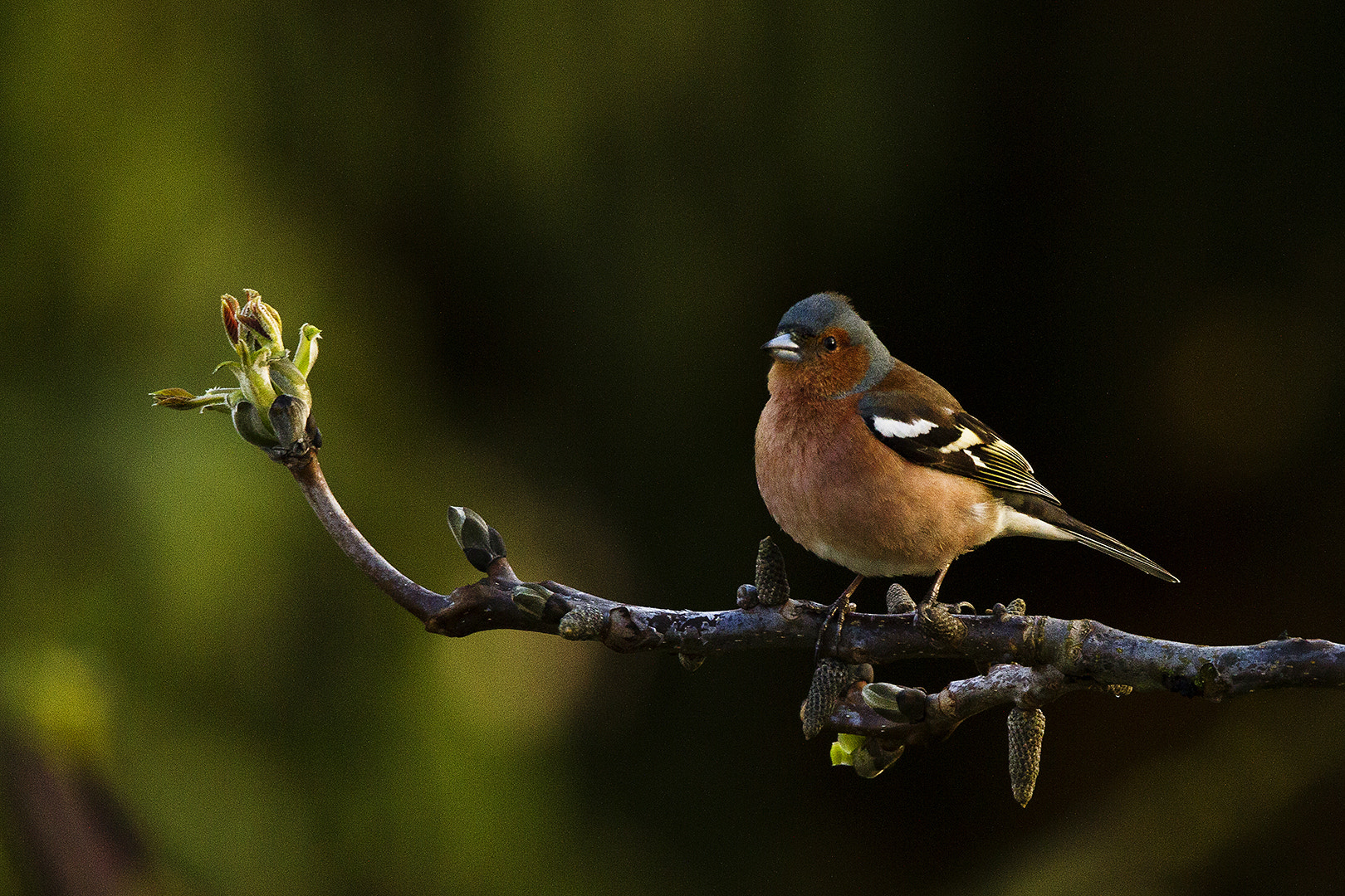 Sigma 150-600mm F5-6.3 DG OS HSM | C sample photo. Fringilla coelebs photography