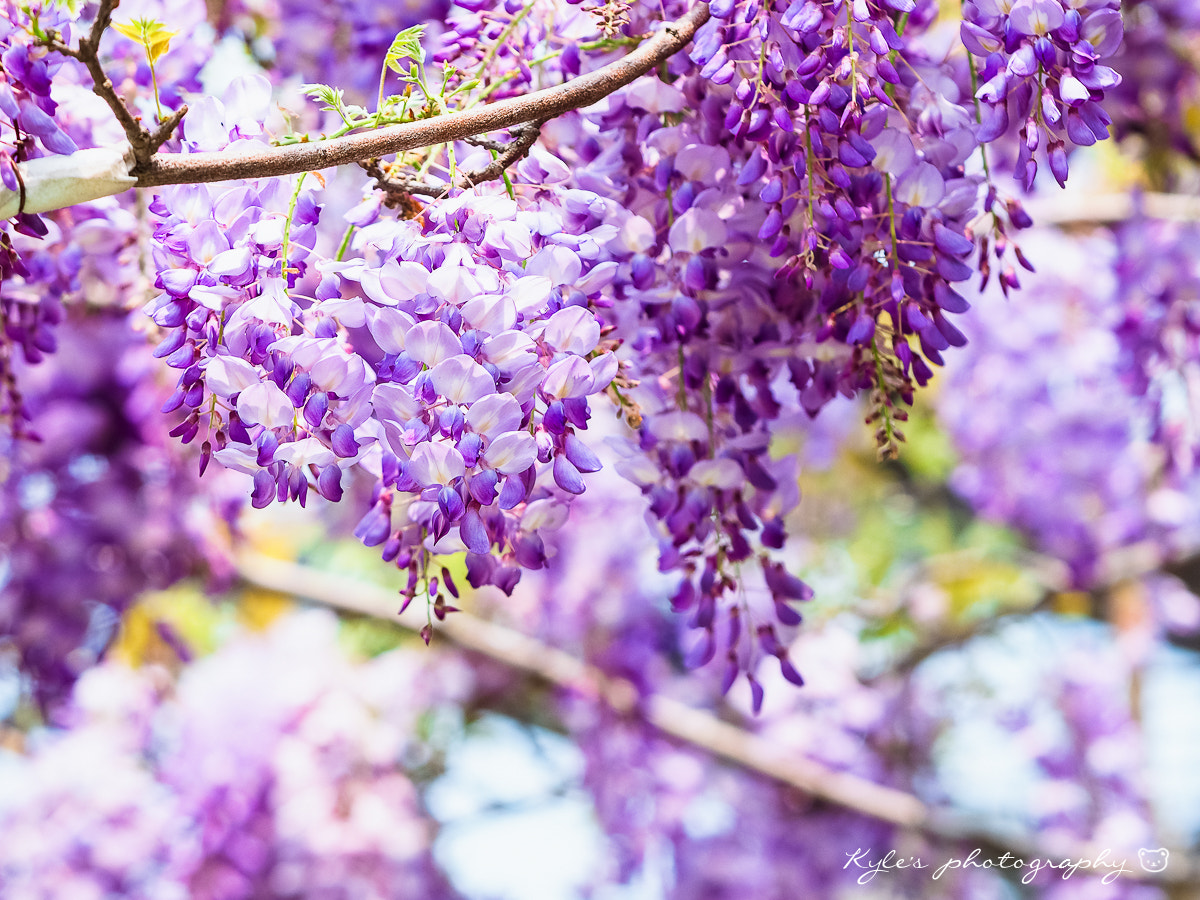 Olympus OM-D E-M1 + Sigma 150mm F2.8 EX DG Macro HSM sample photo. 紫藤 photography