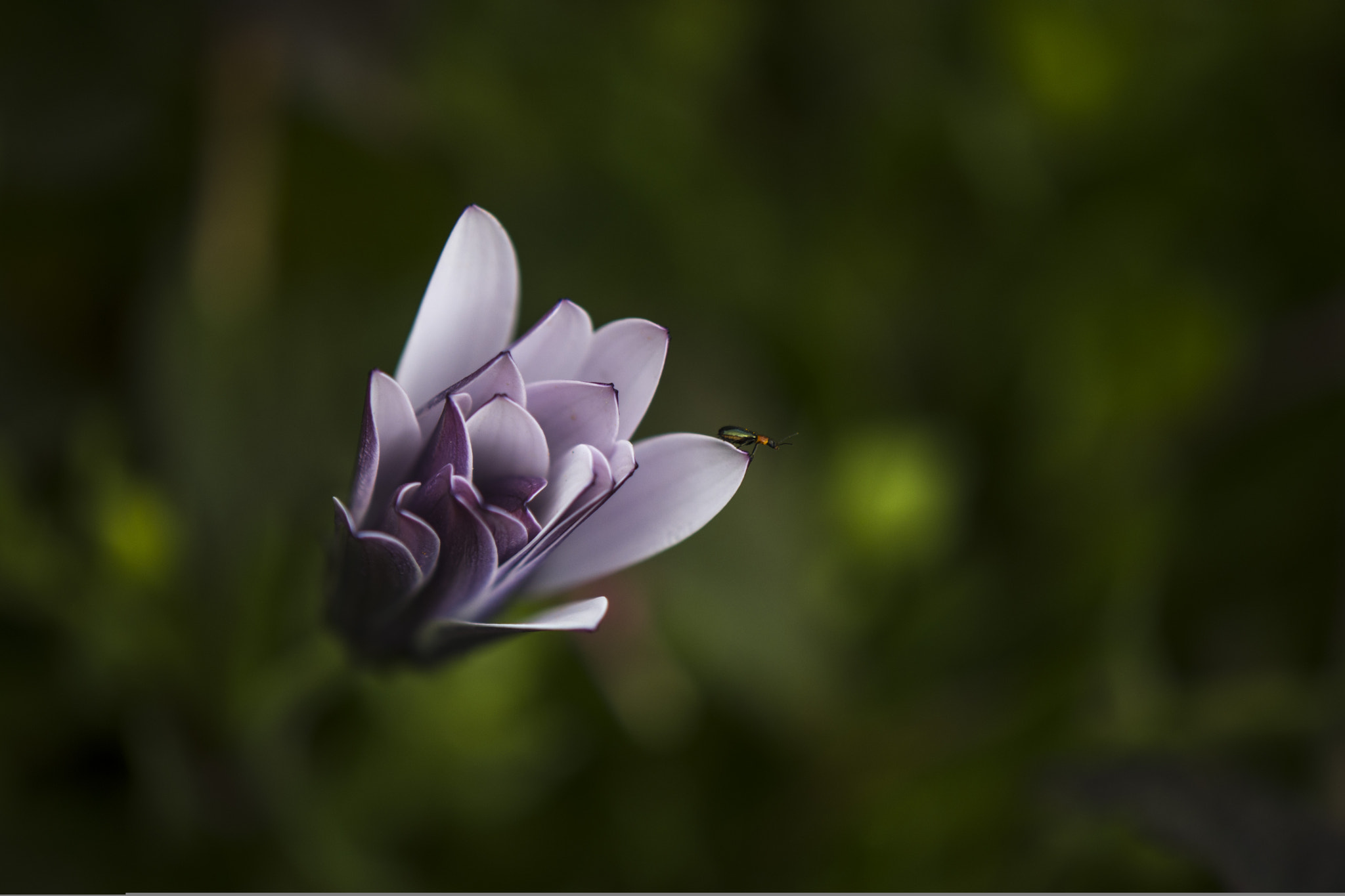 Nikon AF-S DX Micro-Nikkor 85mm F3.5G ED VR sample photo. Amanece photography