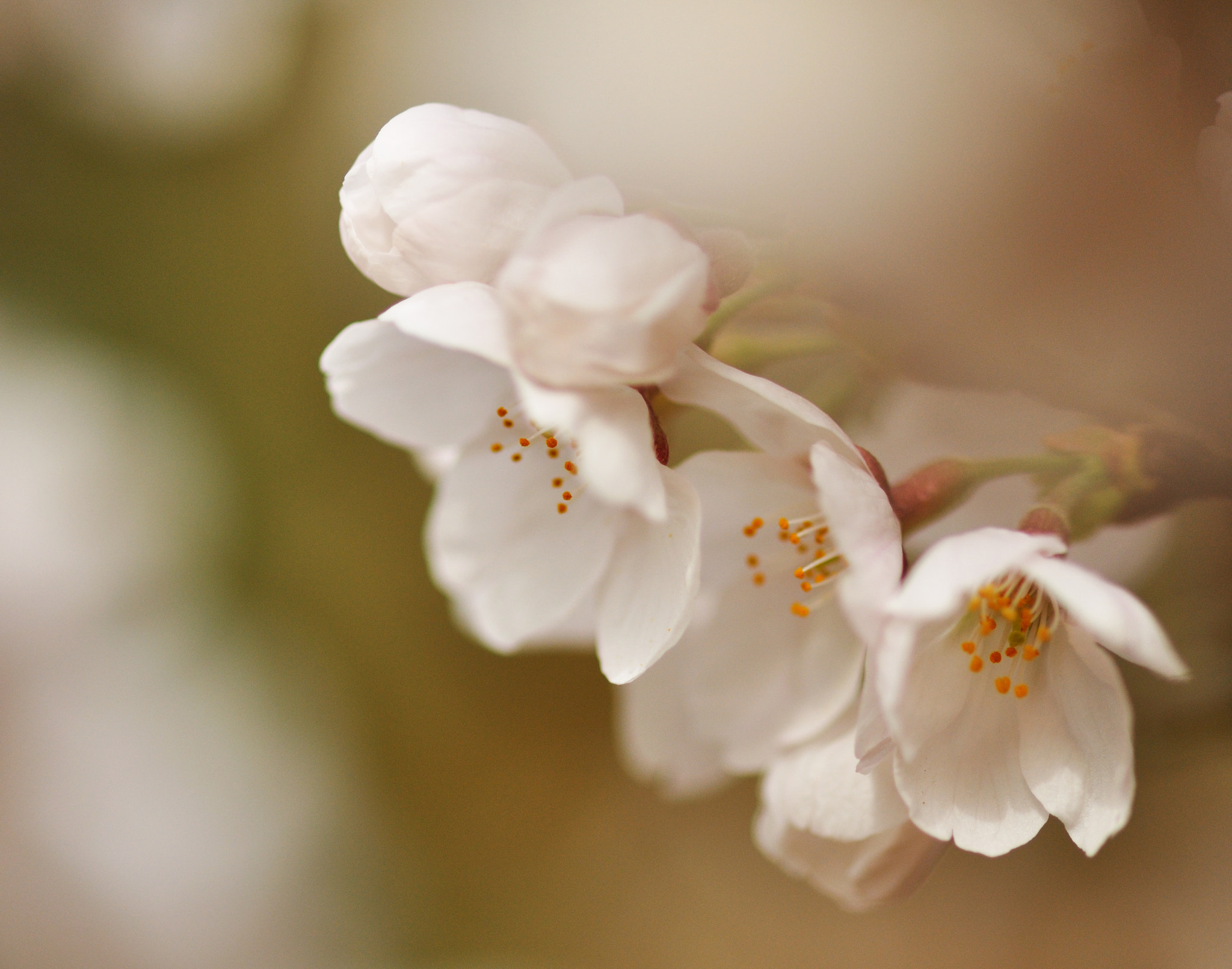 ZEISS Makro-Planar T* 100mm F2 sample photo. Cherry blossom photography