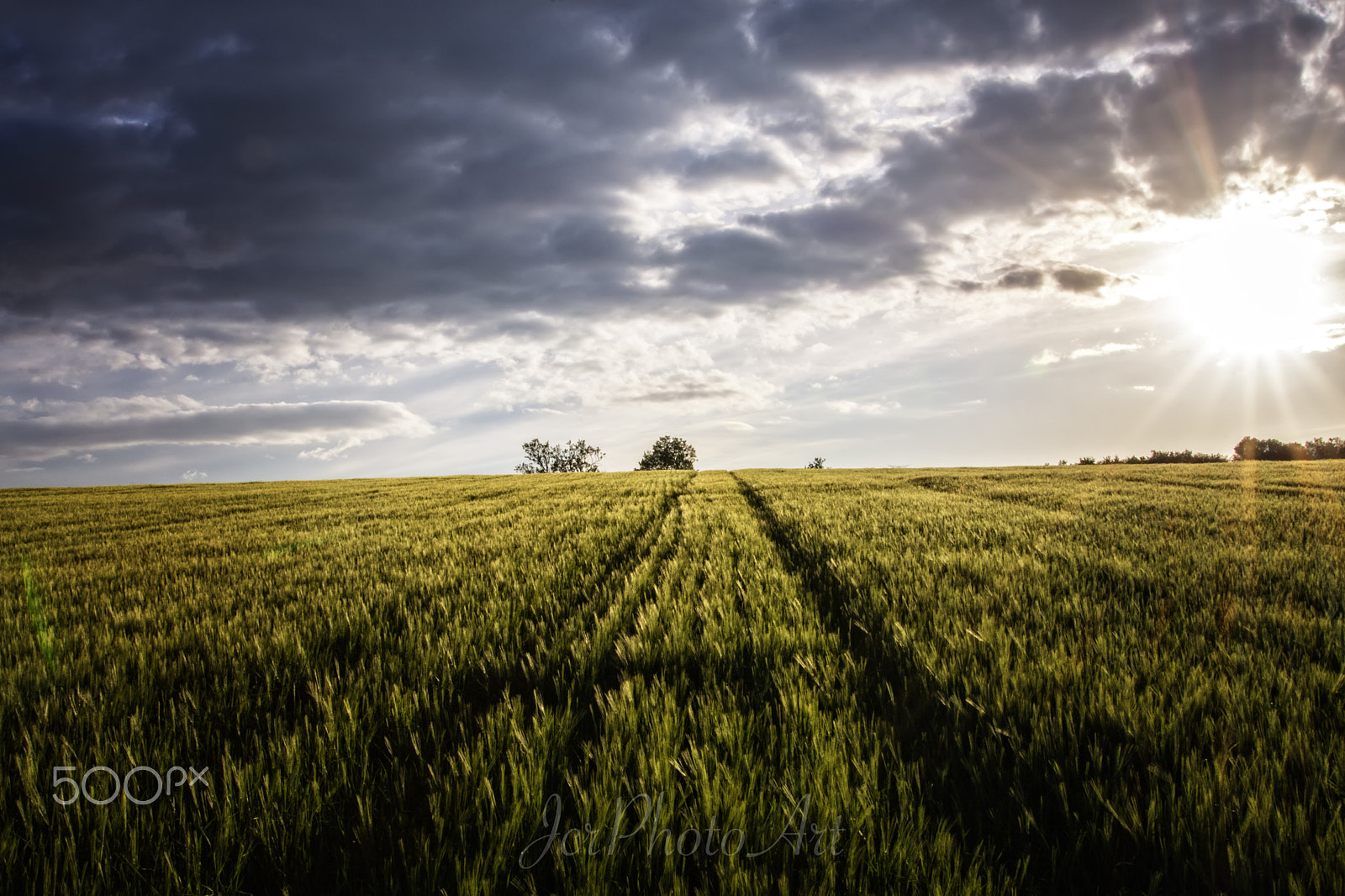 Nikon D7200 + Sigma 24-105mm F4 DG OS HSM Art sample photo. Atardecer campo de trigo photography