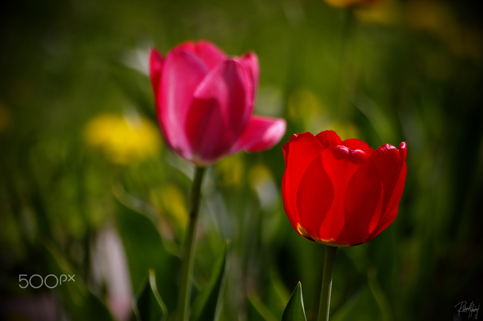 Pentax K100D sample photo. Lovely spring photography