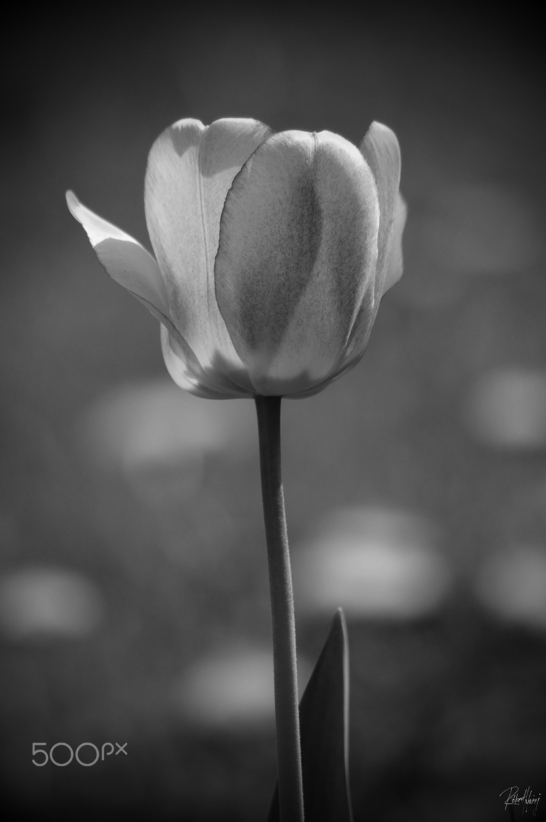 Pentax K100D sample photo. Lovely spring photography