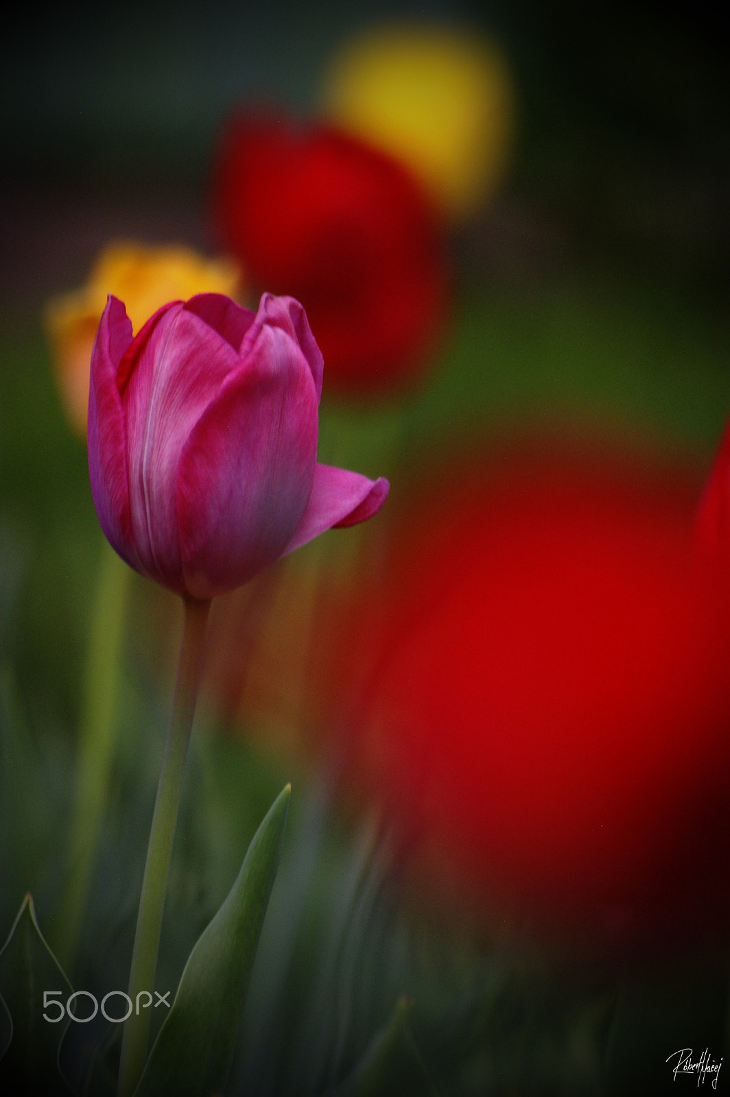 Pentax K100D sample photo. Lovely spring photography