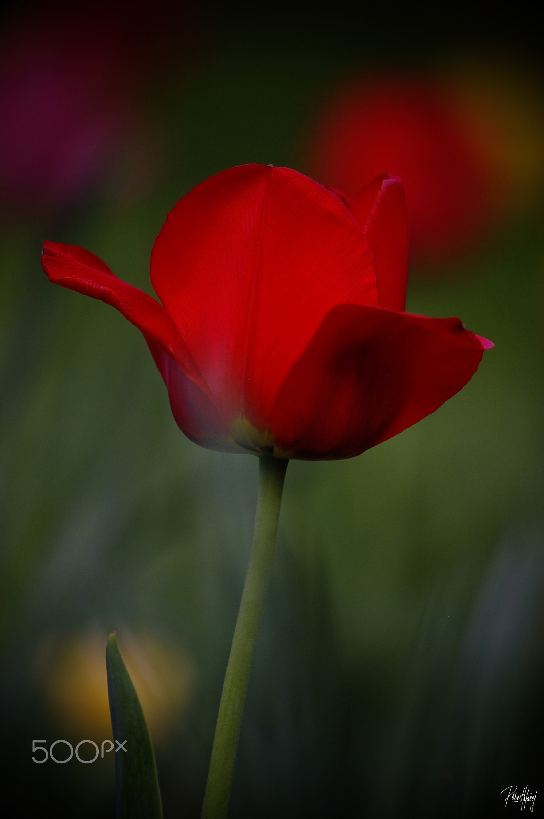 Pentax K100D sample photo. Lovely spring photography