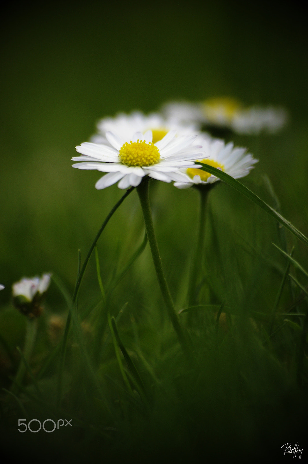 Pentax K100D sample photo. Lovely spring photography