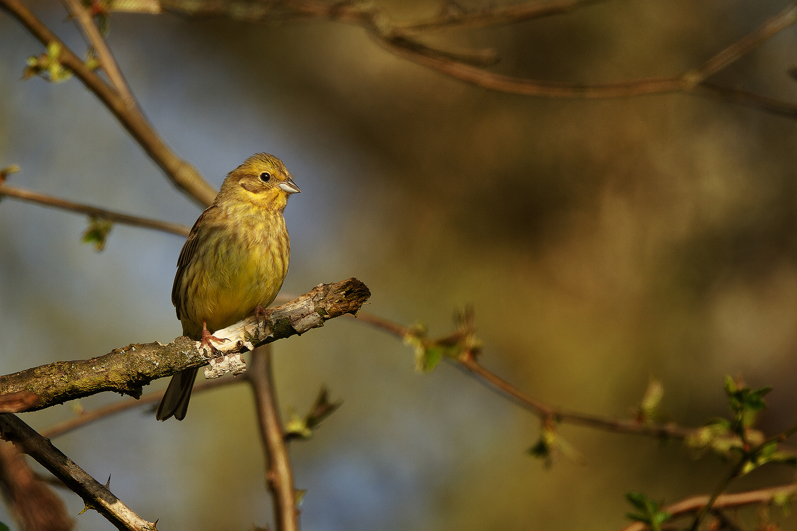 Sigma 150-600mm F5-6.3 DG OS HSM | C sample photo. Yellowhammer ii photography