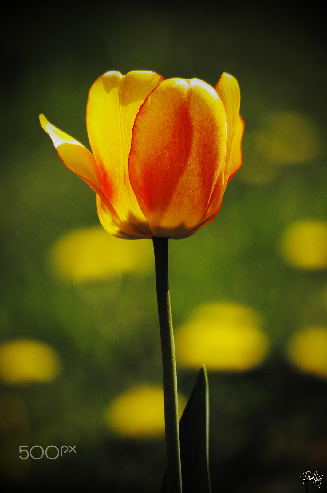 Pentax K100D sample photo. Lovely spring photography