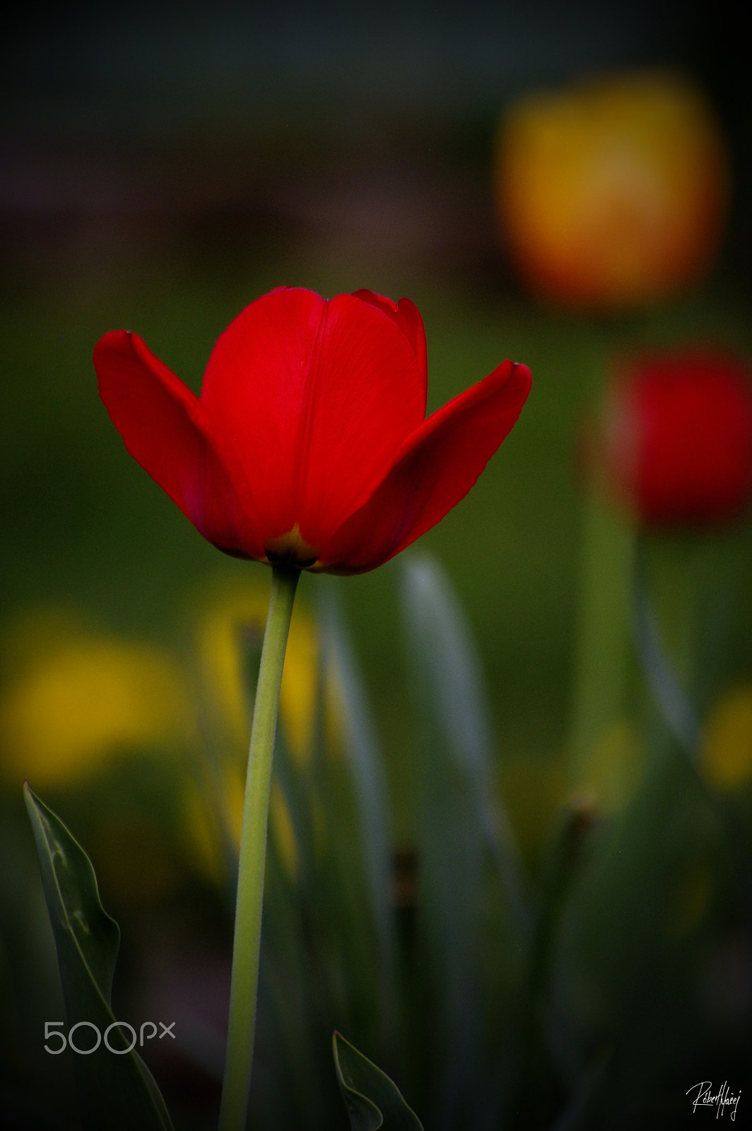 Pentax K100D sample photo. Lovely spring photography