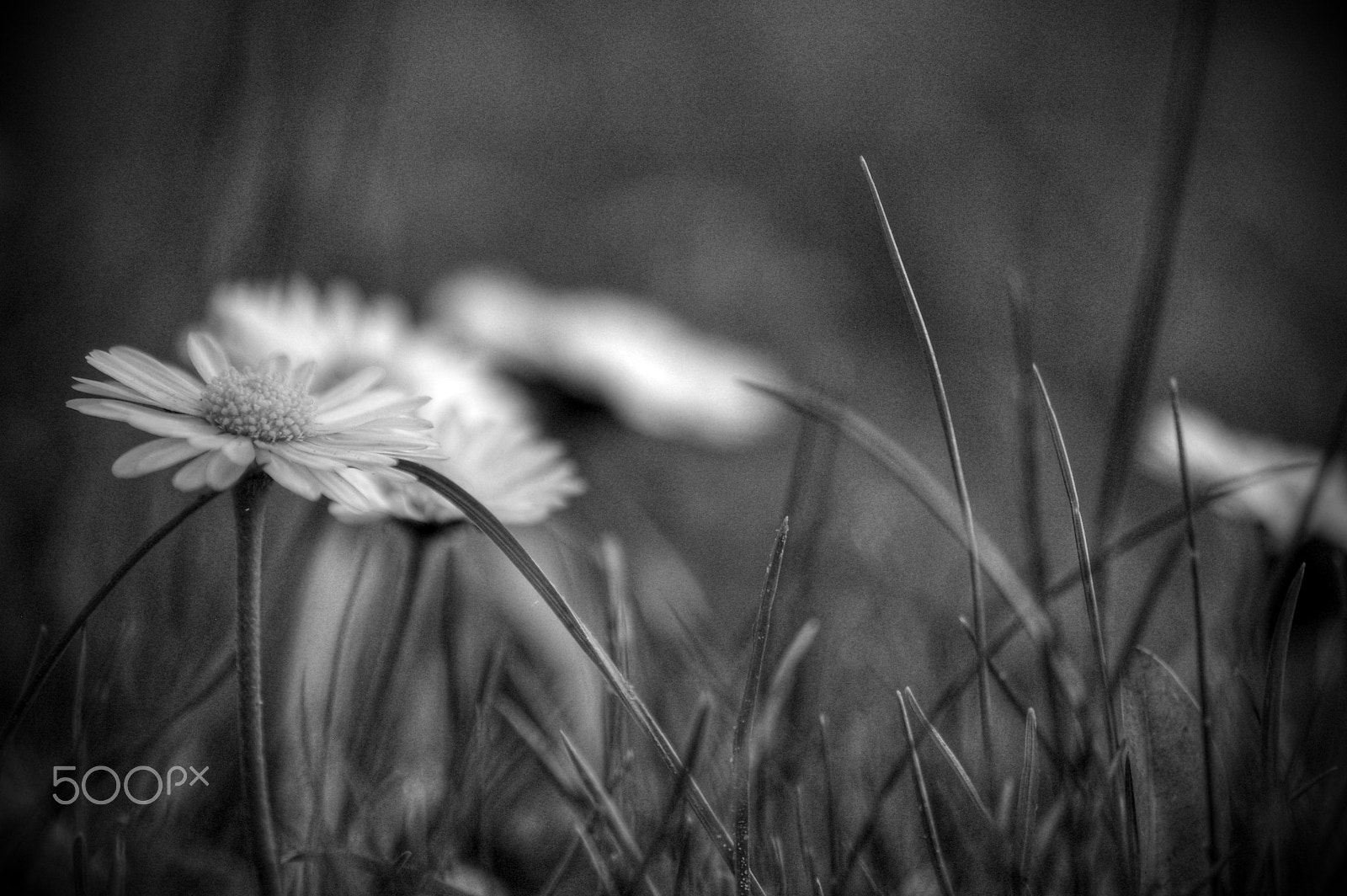 Pentax K100D sample photo. Lovely spring photography