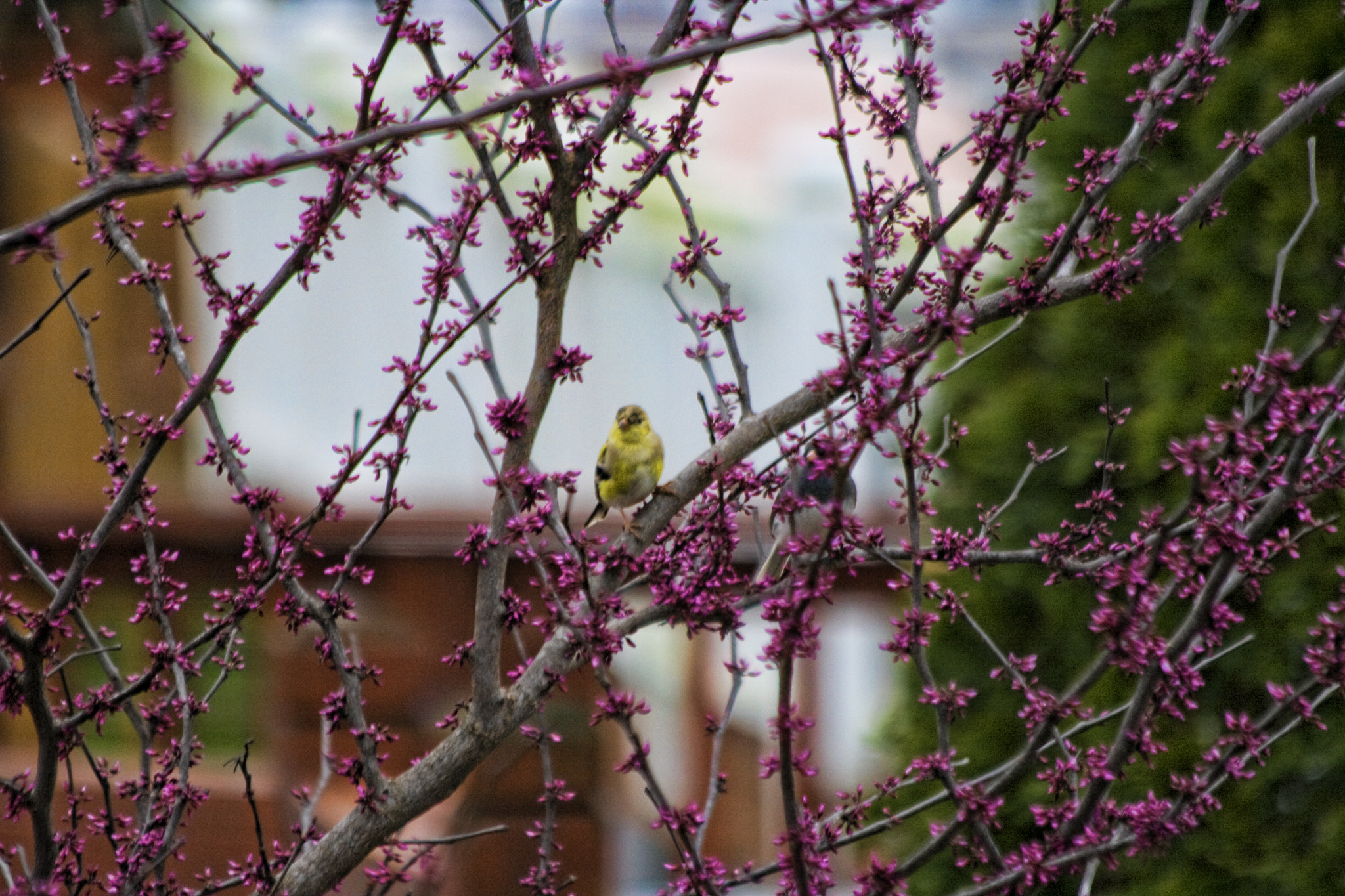 Canon EOS 400D (EOS Digital Rebel XTi / EOS Kiss Digital X) sample photo. Yellow finch photography