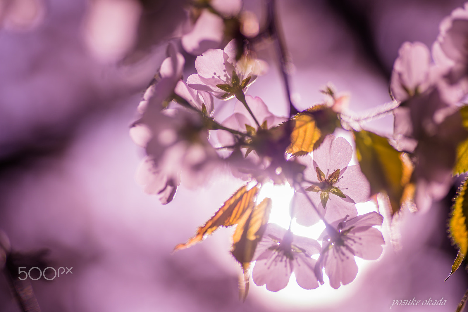 Nikon D600 sample photo. 桜 sakura photography