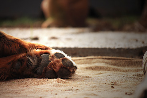 Sigma 50-200mm F4-5.6 DC OS HSM sample photo. Lovedogs photography