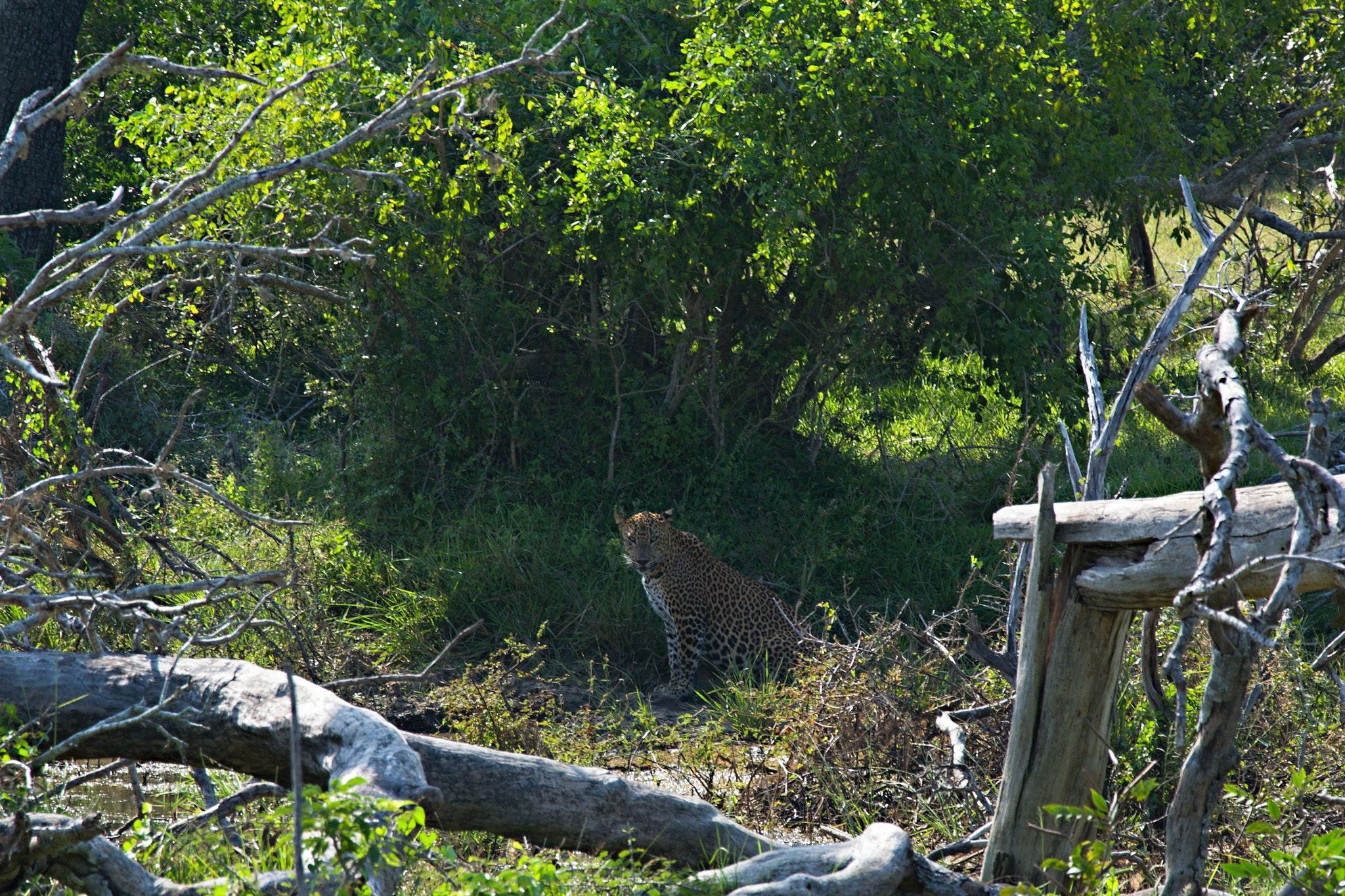 18.00 - 105.00 mm f/3.5 - 5.6 sample photo. Wild leopard2 photography
