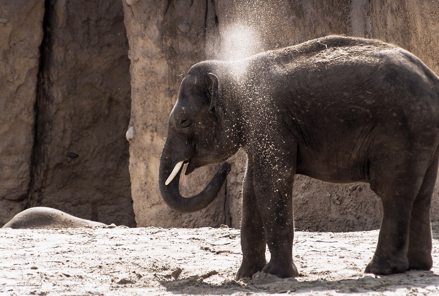 Pentax K100D + smc PENTAX-FA J 75-300mm F4.5-5.8 AL sample photo. Elephant-made sandstorm photography