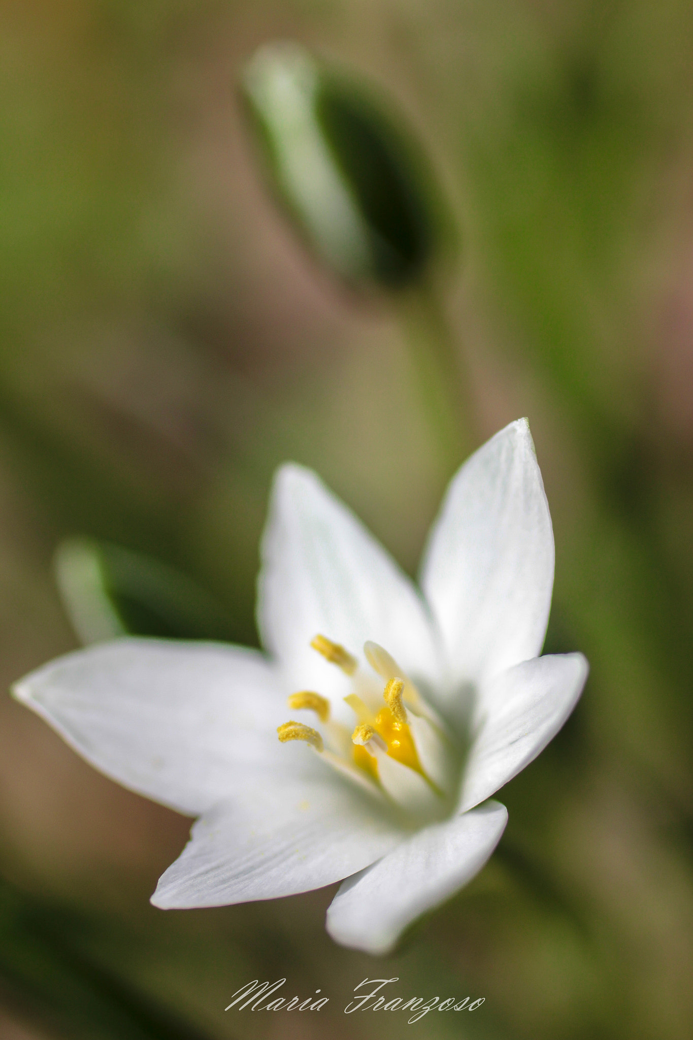 Canon EF 50mm F2.5 Macro sample photo. Mi apro a te photography