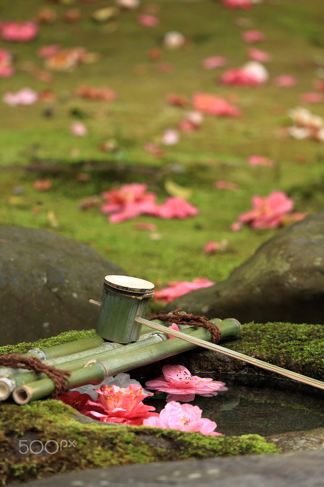 Canon EOS 100D (EOS Rebel SL1 / EOS Kiss X7) sample photo. Fallen camellia photography
