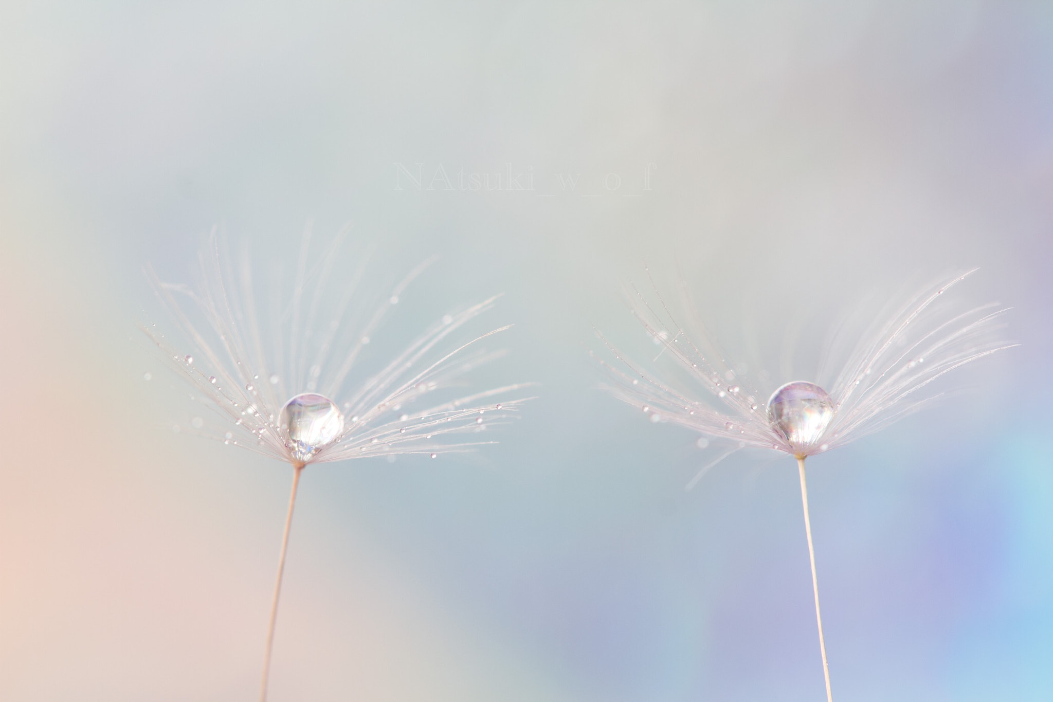 Tamron SP AF 180mm F3.5 Di LD (IF) Macro sample photo. Fantasy world photography
