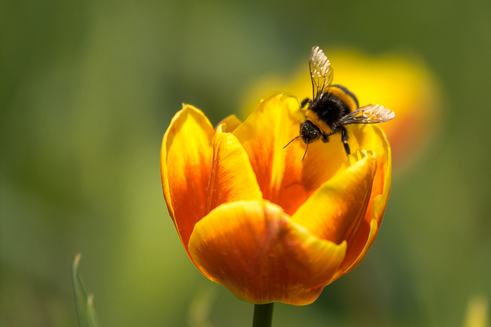 Sigma 70-200mm F2.8 EX DG OS HSM sample photo. The bumblebee photography