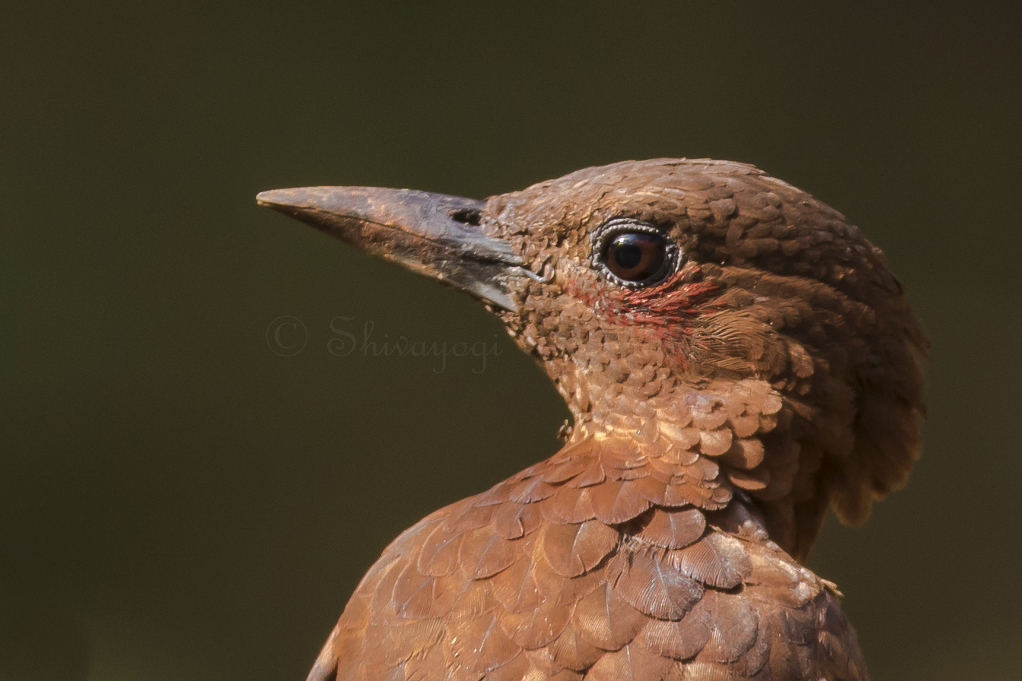 Canon EF 600mm f/4L IS sample photo. Portrait of rufous woodpecker photography