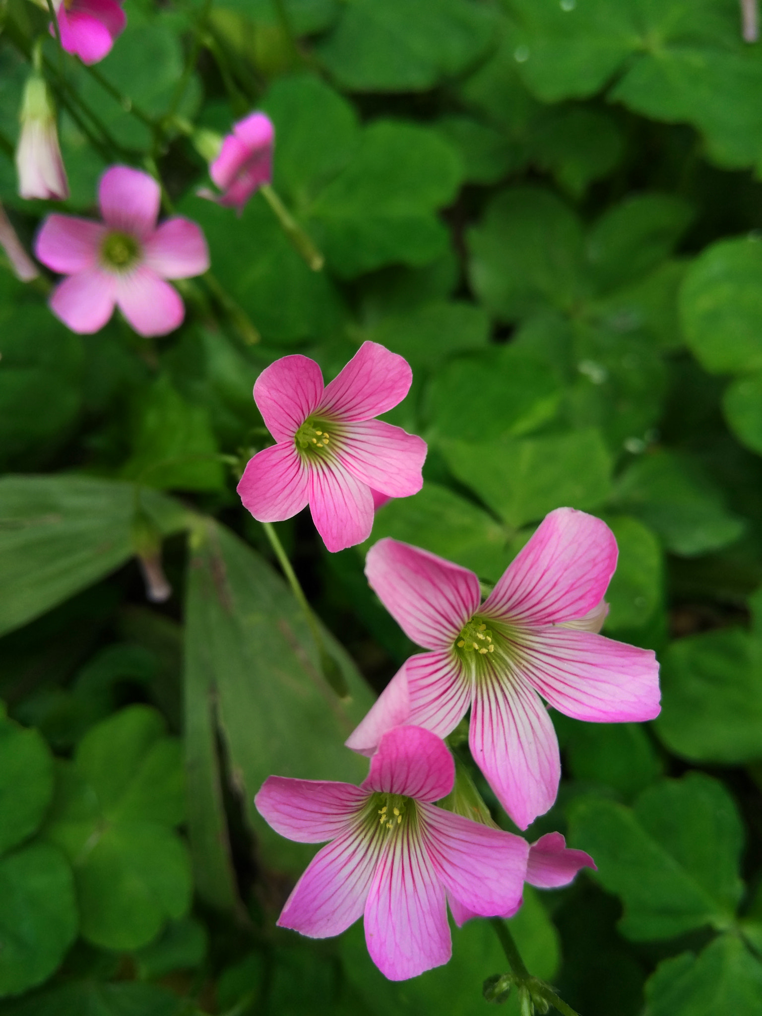 Xiaomi MI NOTE Pro sample photo