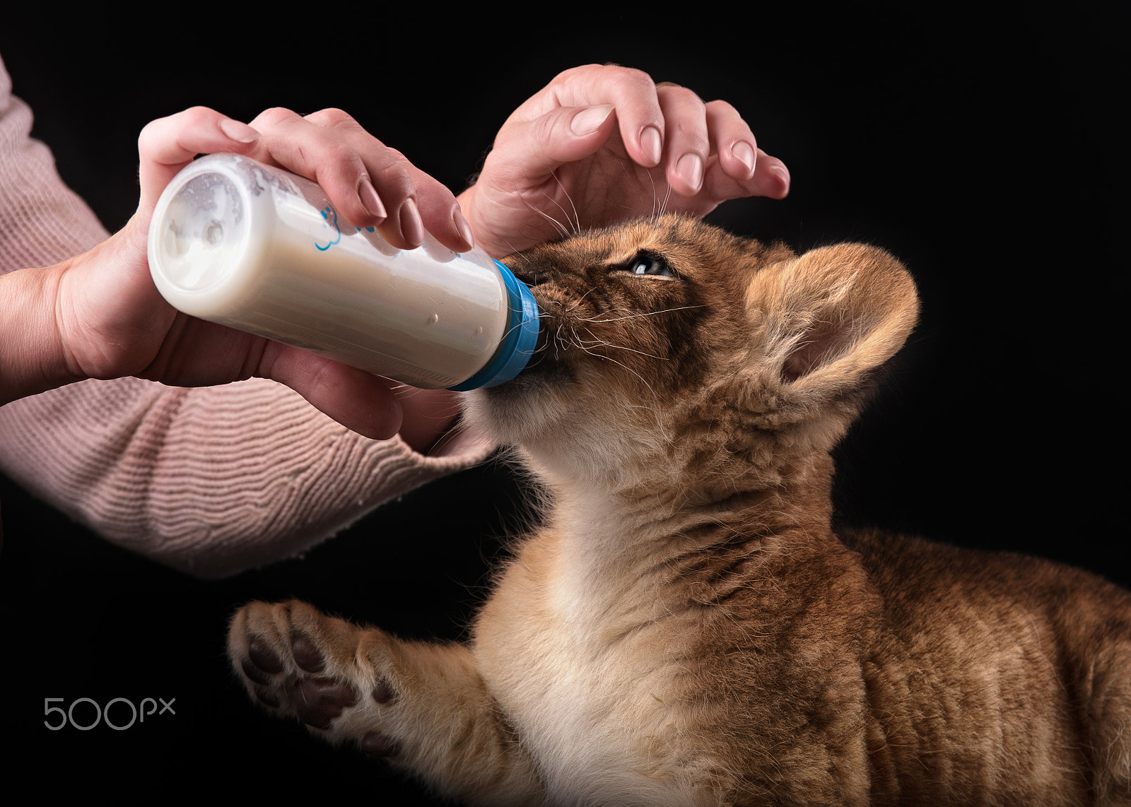 AF Zoom-Nikkor 28-105mm f/3.5-4.5D IF sample photo. Little lion cub eats milk on black background photography