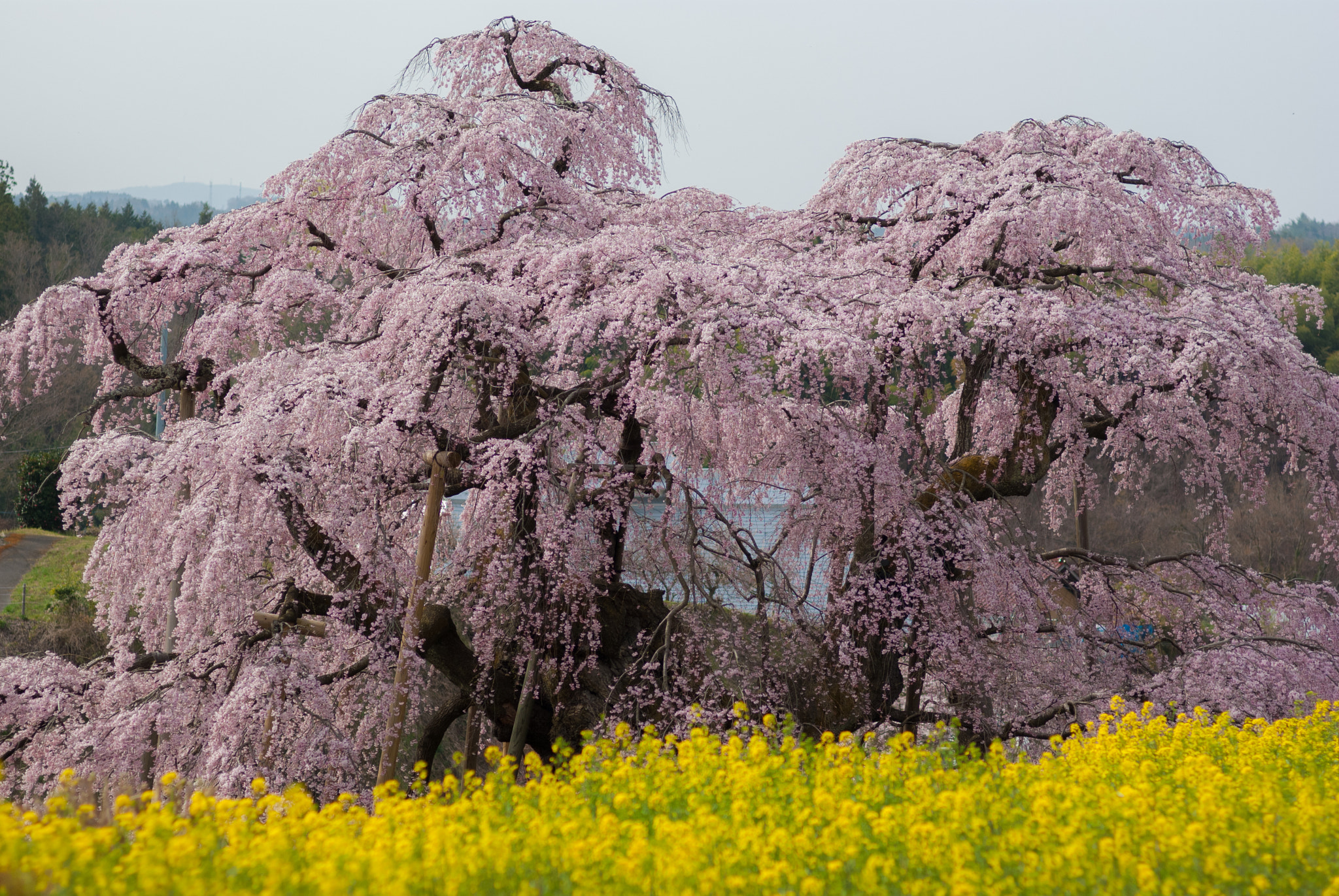 Pentax K200D + Pentax smc FA 77mm 1.8 Limited sample photo. The cherry blossom photography