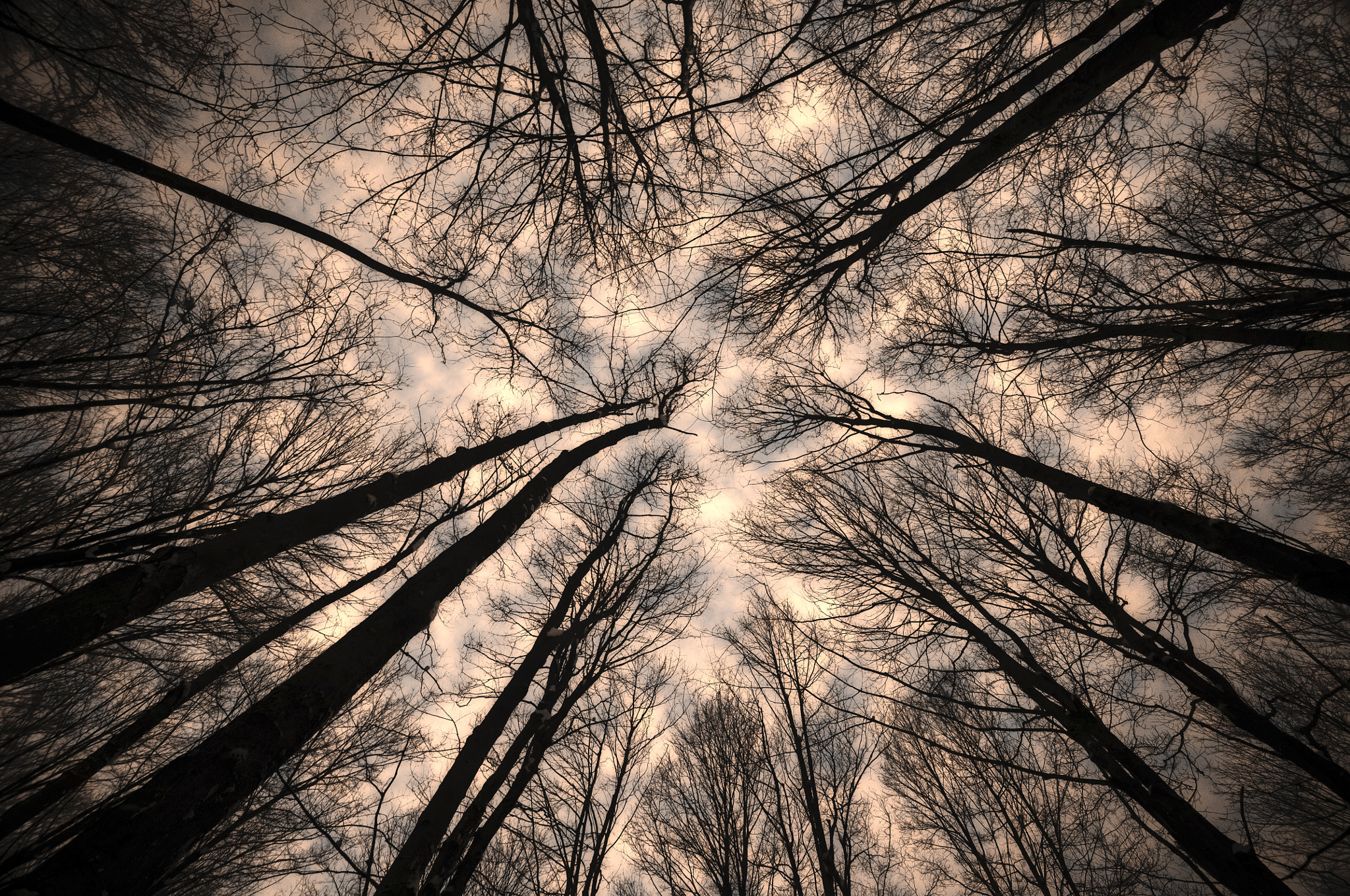 Nikon D300S sample photo. Trees! photography