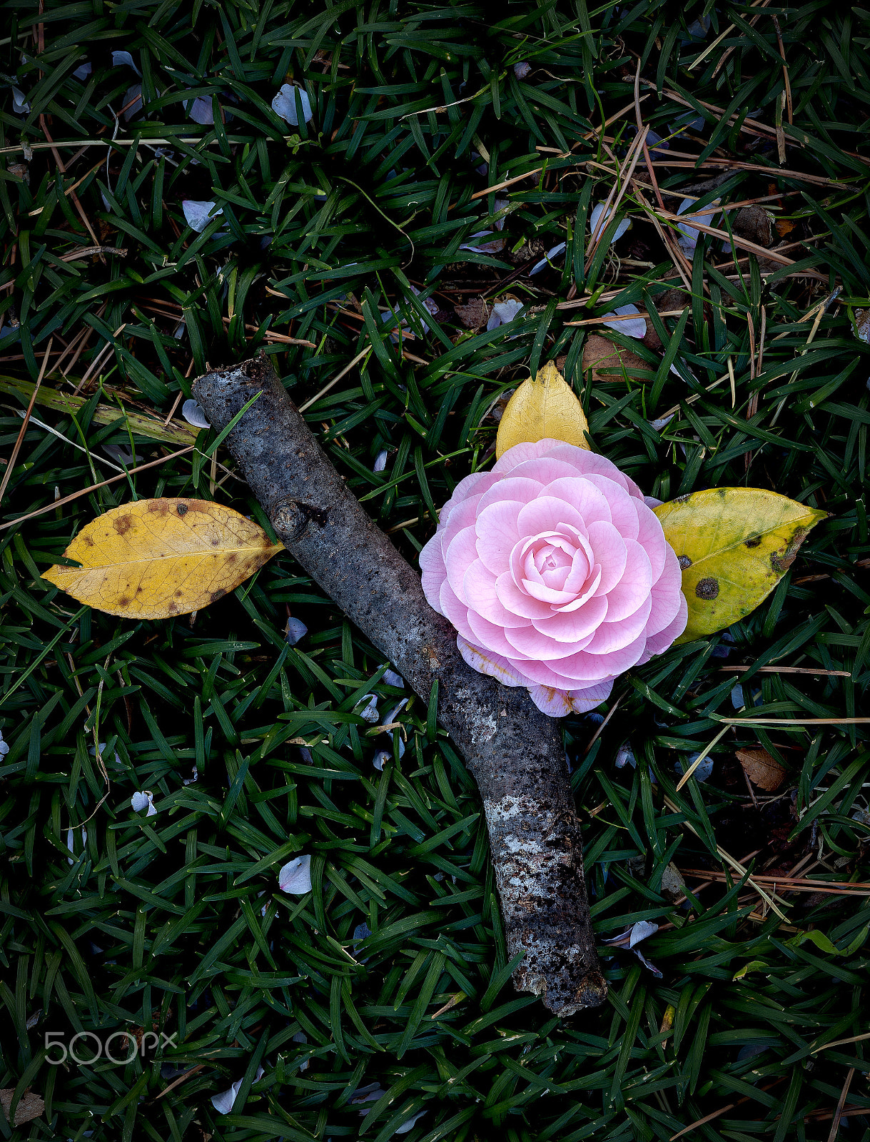 ZEISS Makro-Planar T* 100mm F2 sample photo. Going back to mother earth photography