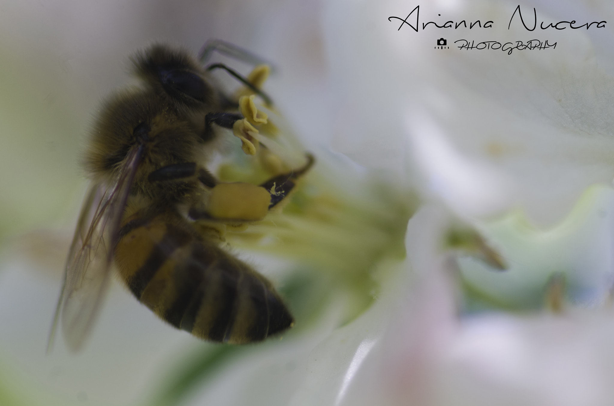 Pentax smc D-FA 100mm F2.8 Macro WR sample photo. Springtime photography