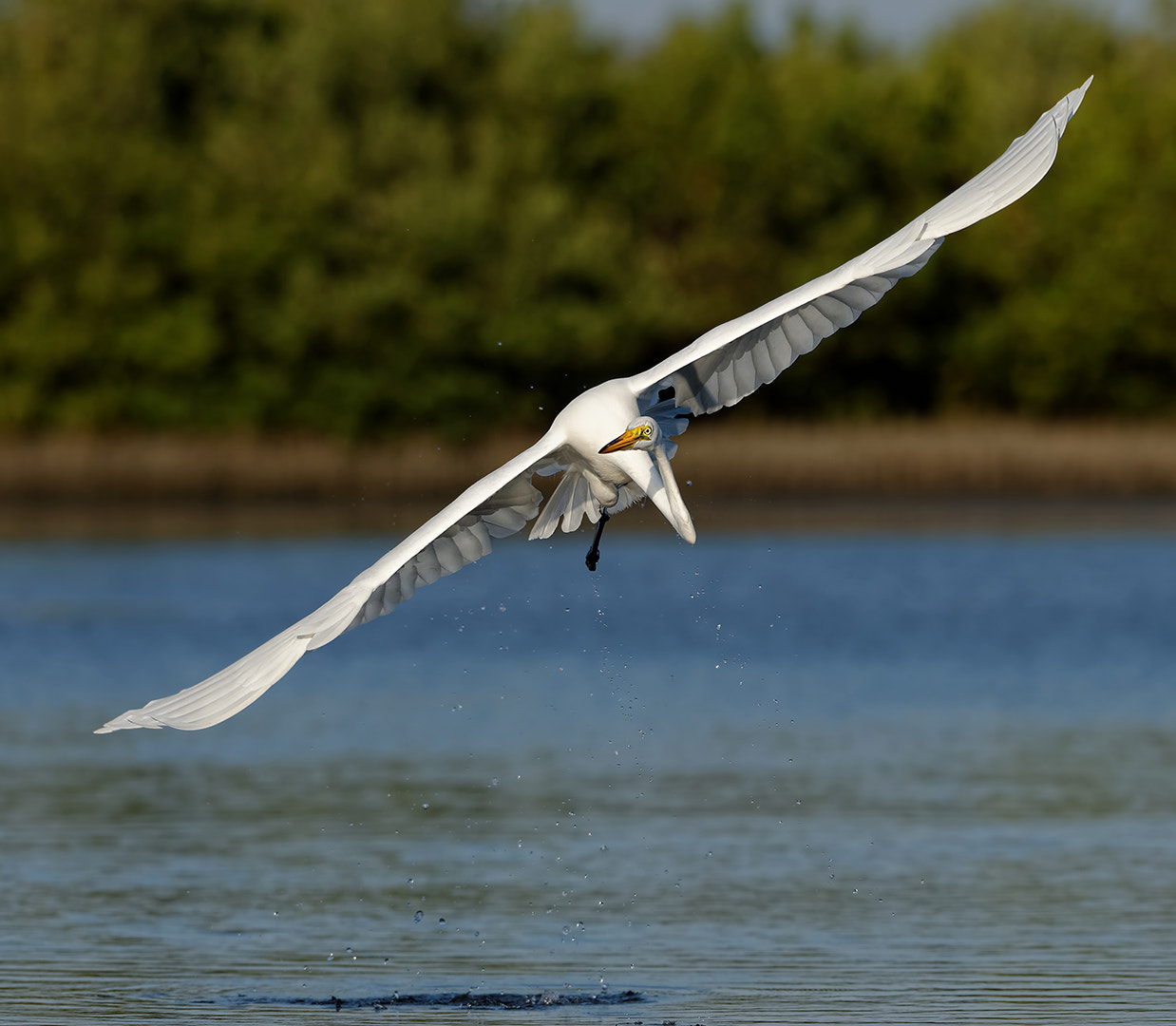 Nikon AF-S Nikkor 200-500mm F5.6E ED VR sample photo. Egret takeoff 2 photography
